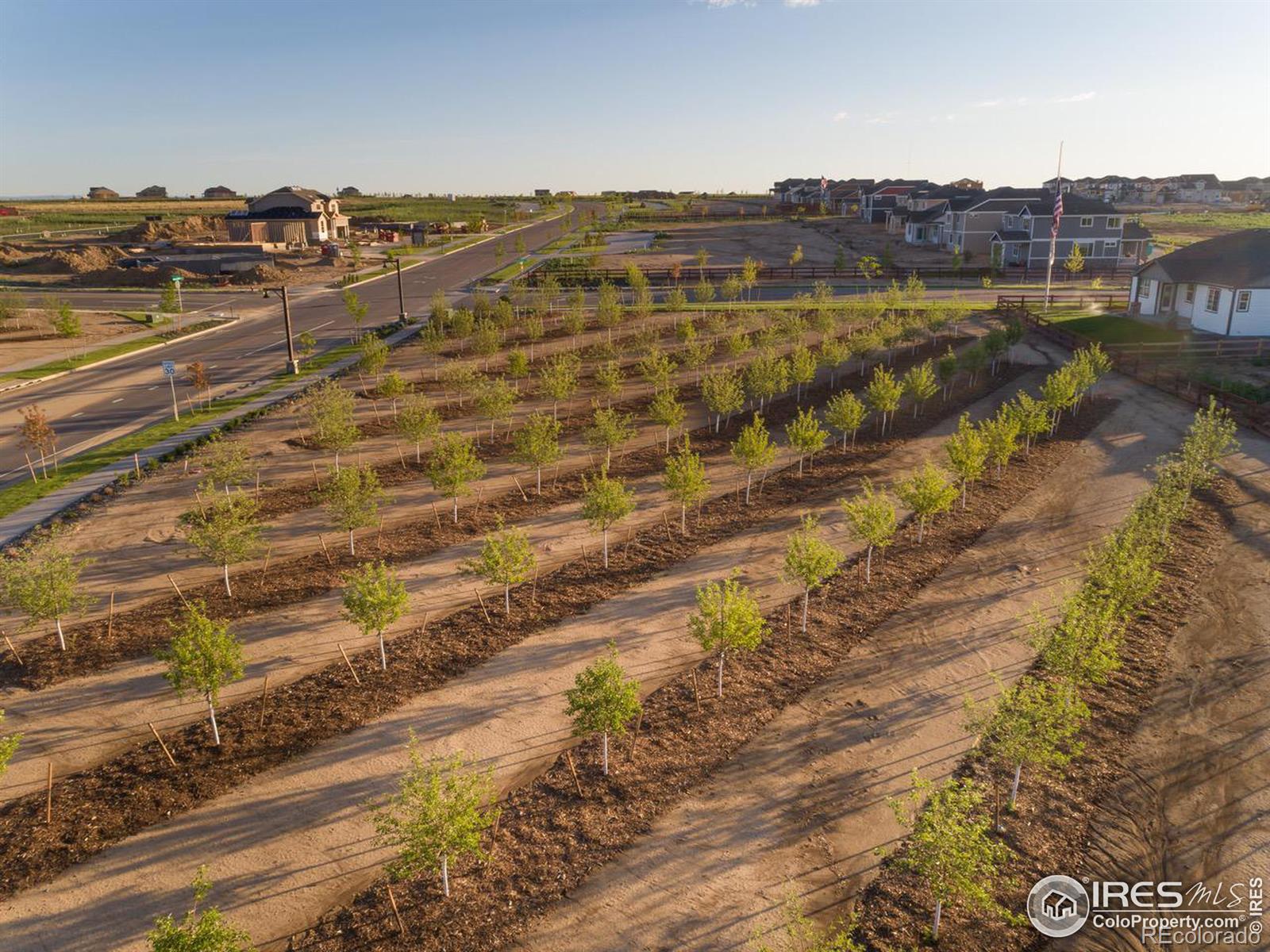 MLS Image #7 for 1659  flourish drive,windsor, Colorado