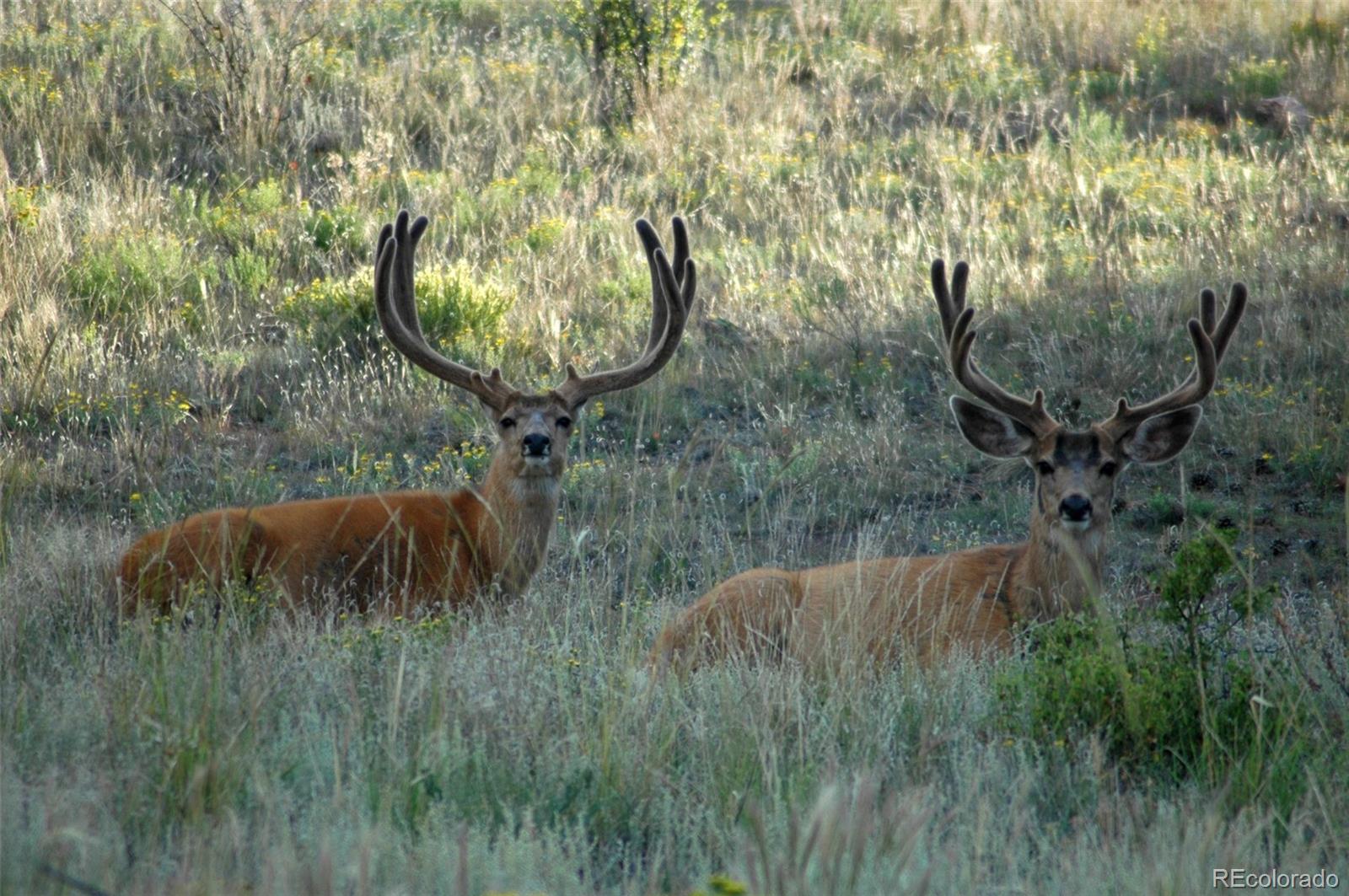 MLS Image #3 for 7275  co-9 ,guffey, Colorado