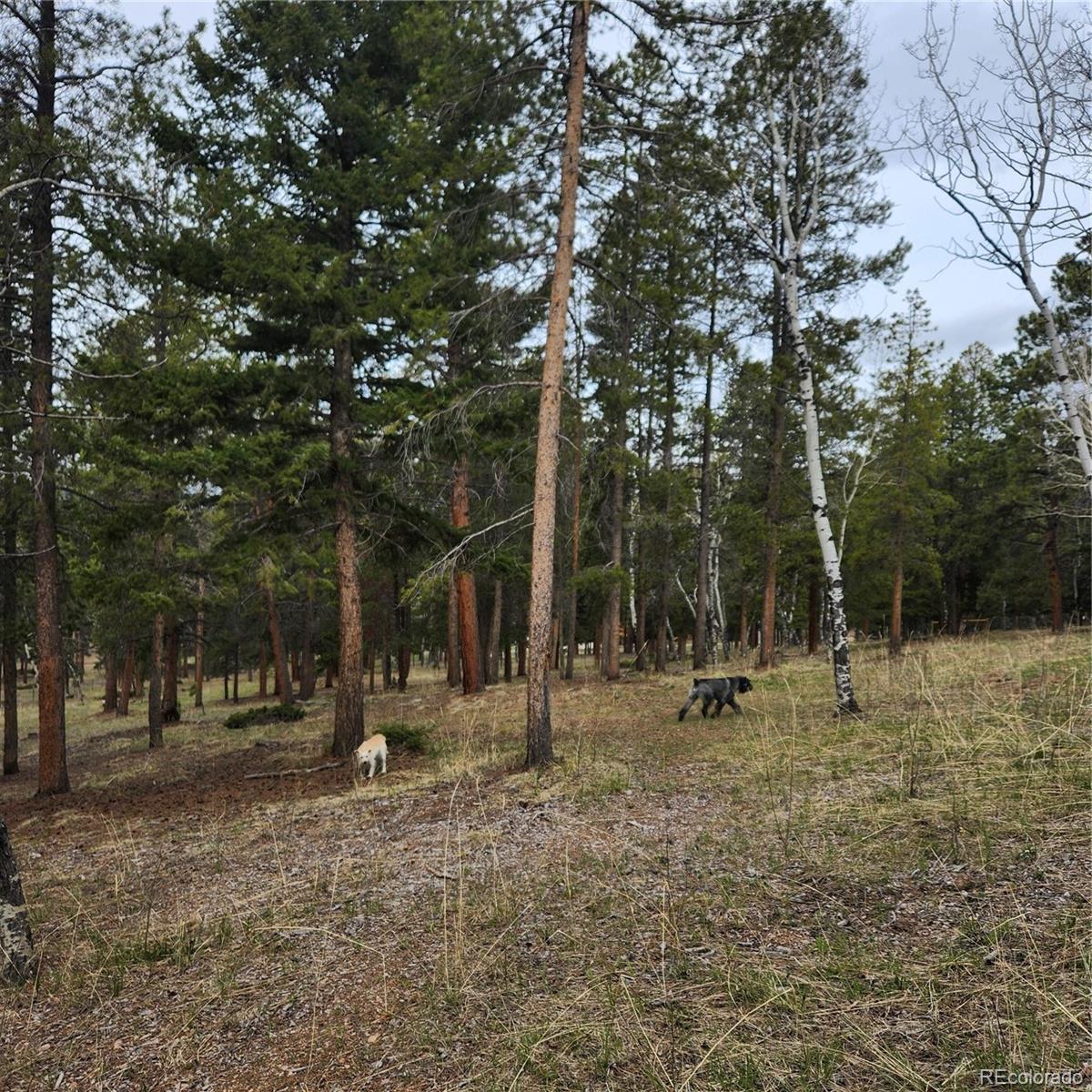 MLS Image #36 for 12653  rancho court,conifer, Colorado