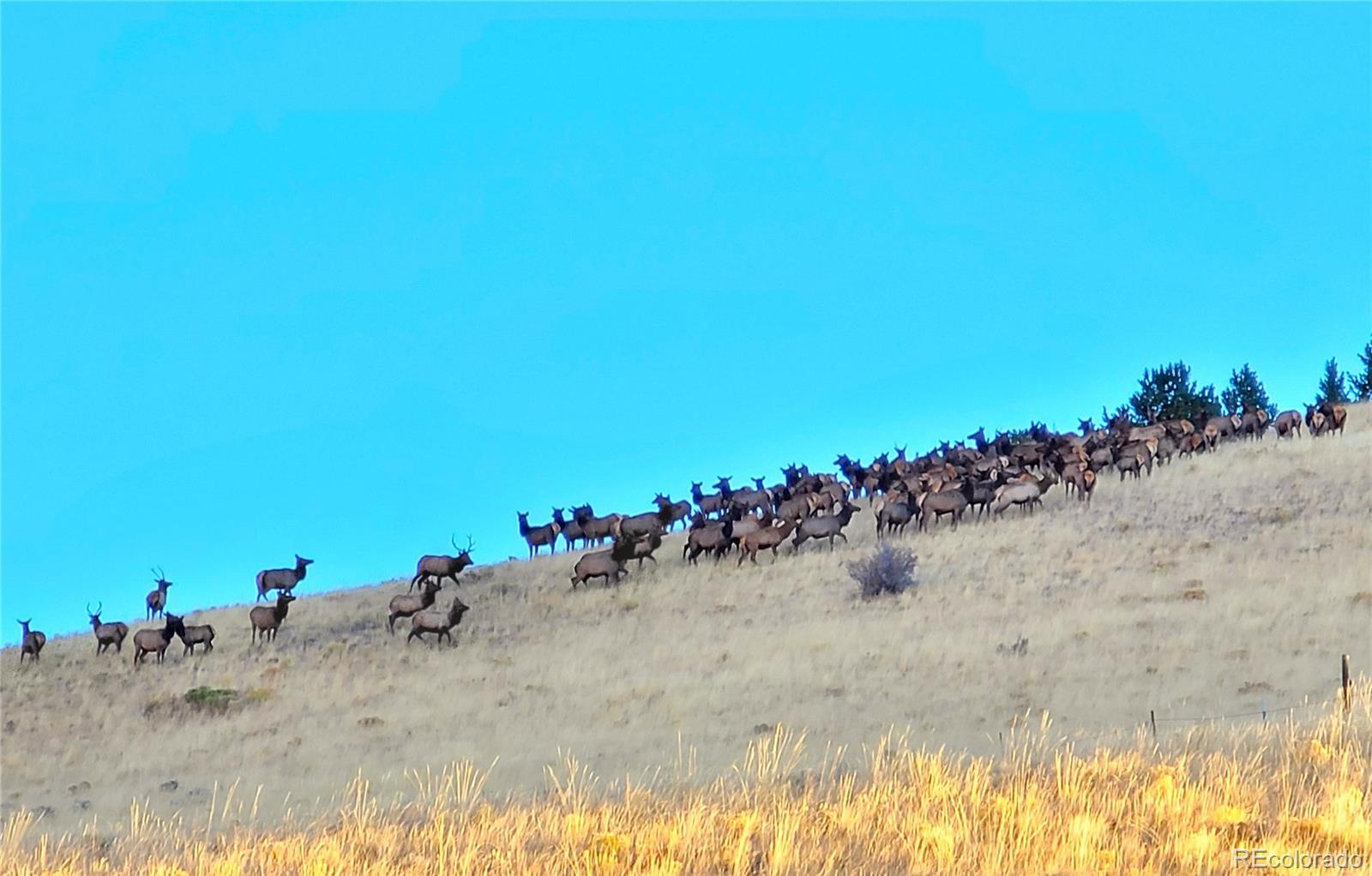 MLS Image #40 for 2611  antelope trail ,cotopaxi, Colorado