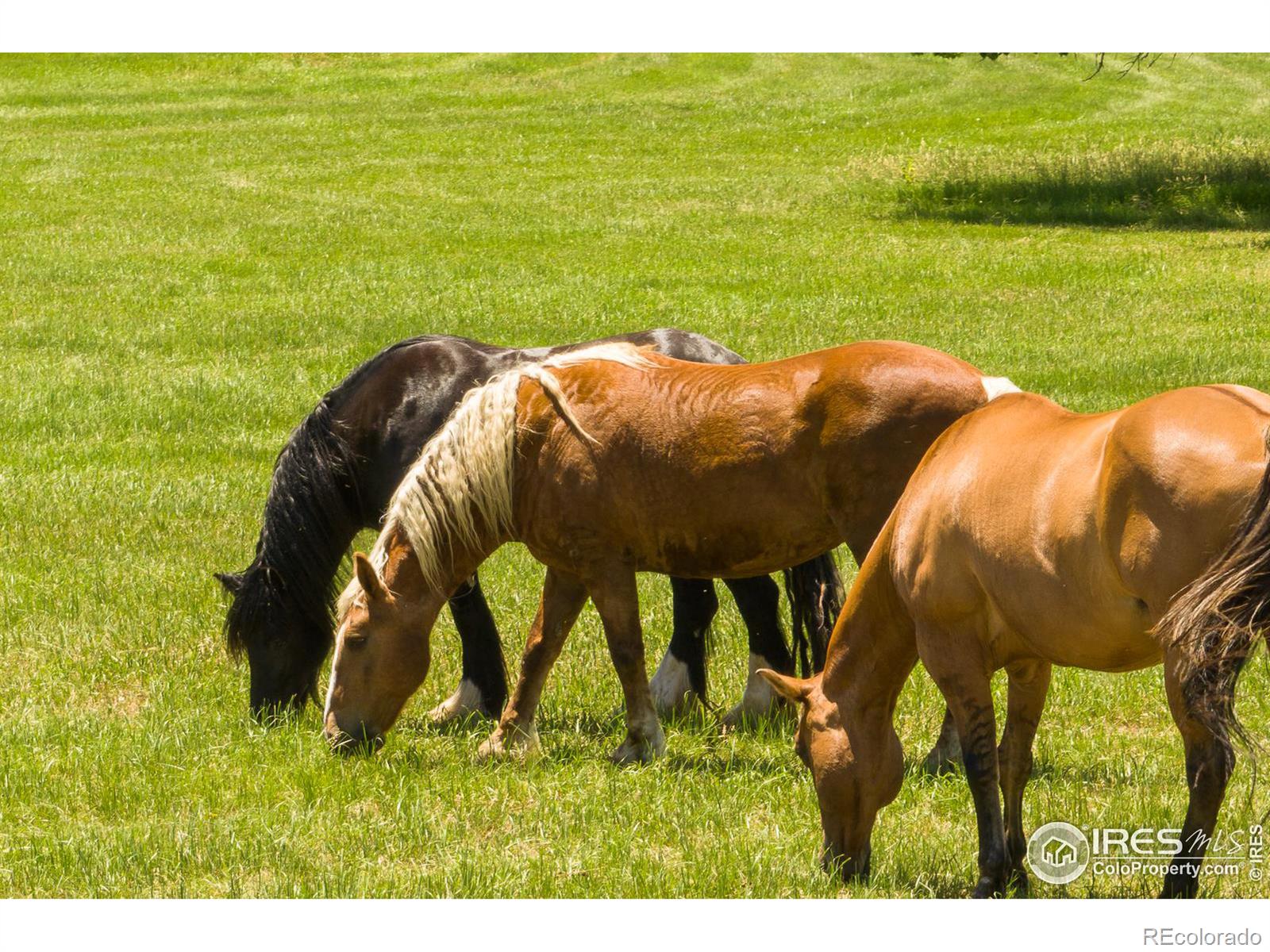 MLS Image #36 for 2300  willow creek drive,boulder, Colorado