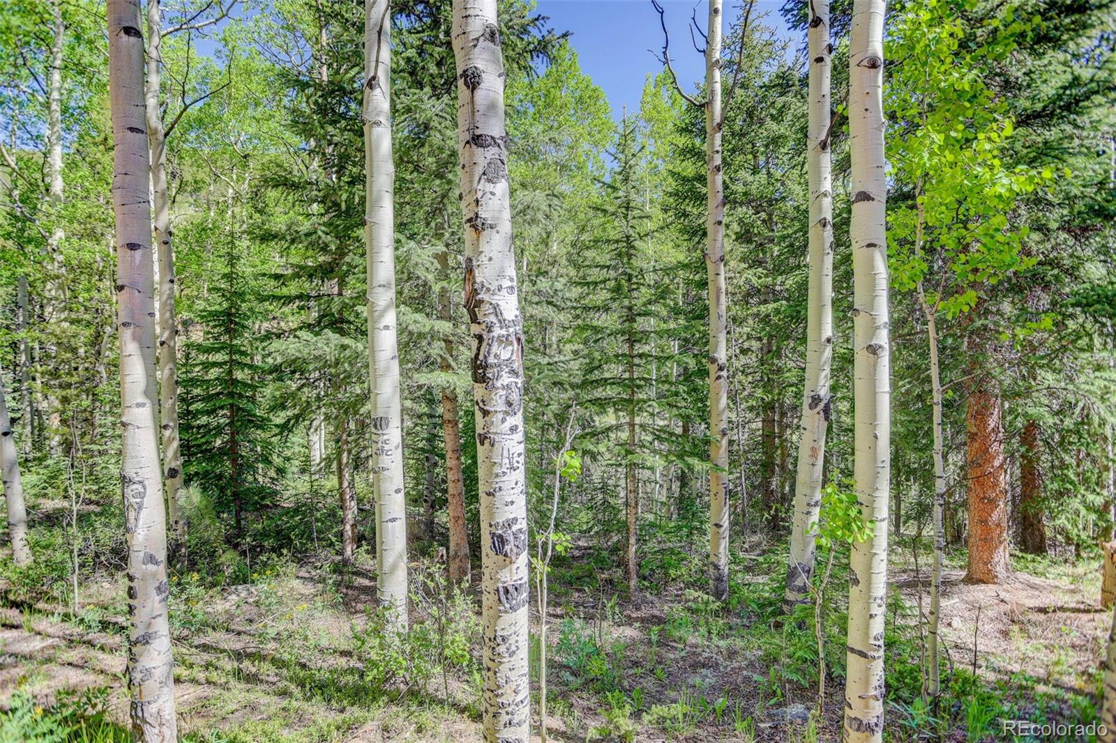 MLS Image #22 for 103  forest haven lane,idaho springs, Colorado