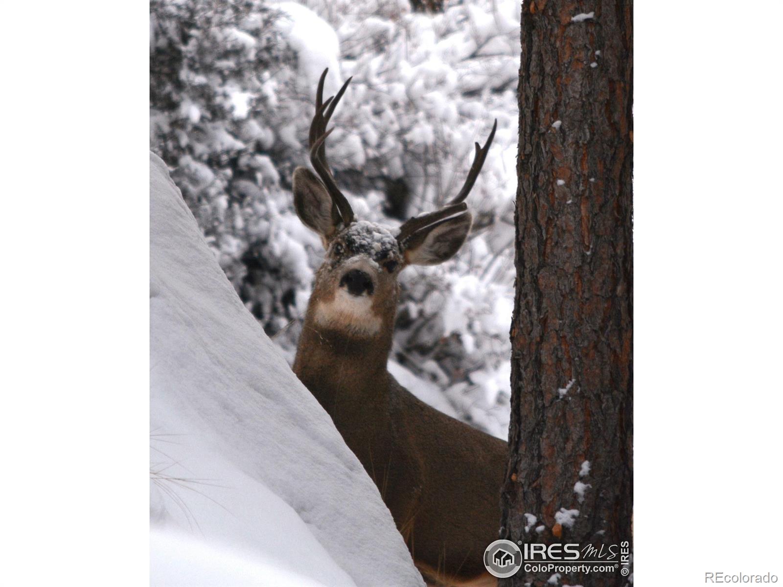 MLS Image #32 for 600  waltonia road,drake, Colorado