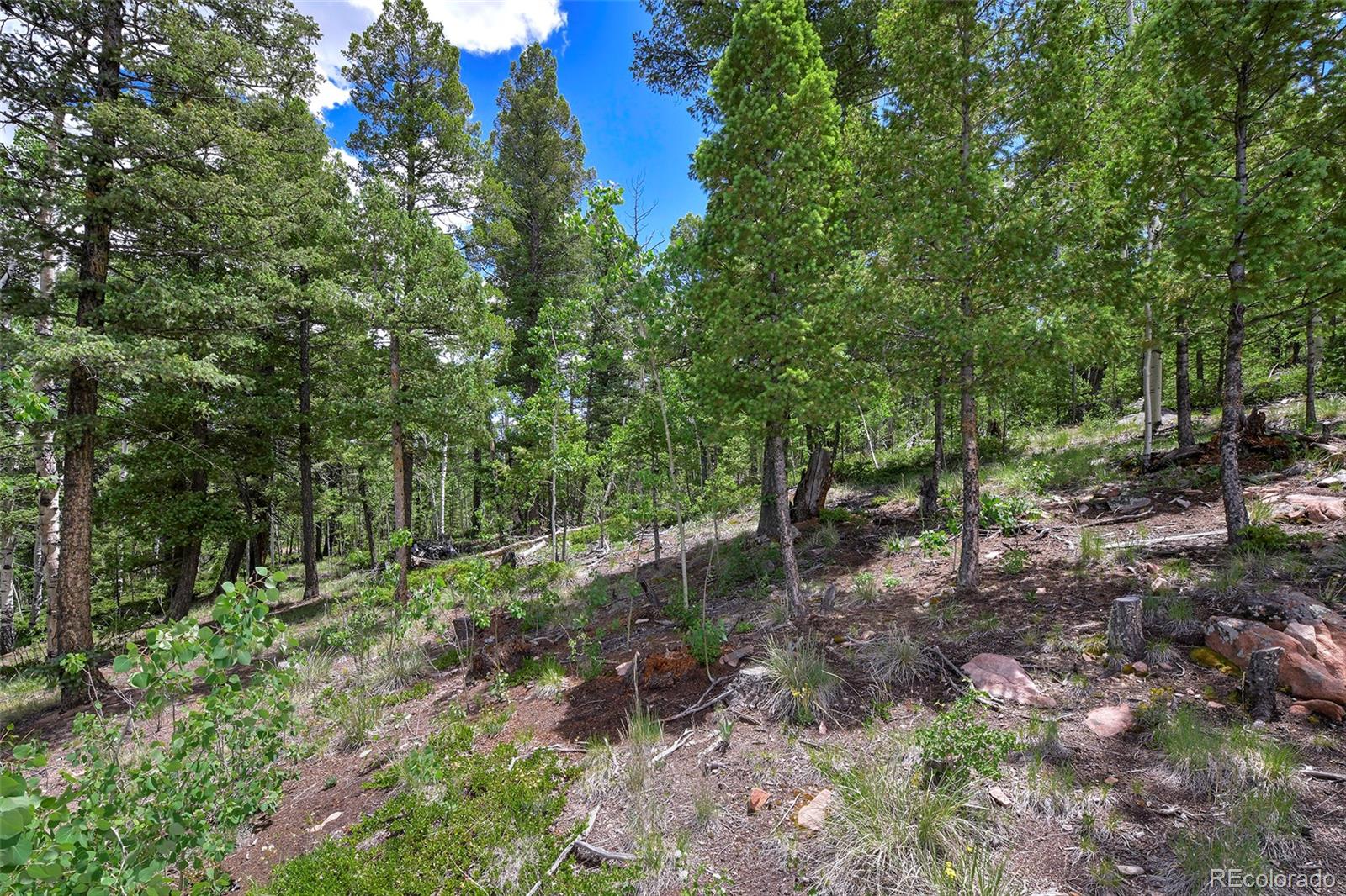 MLS Image #28 for 290  eagle rock road,florissant, Colorado