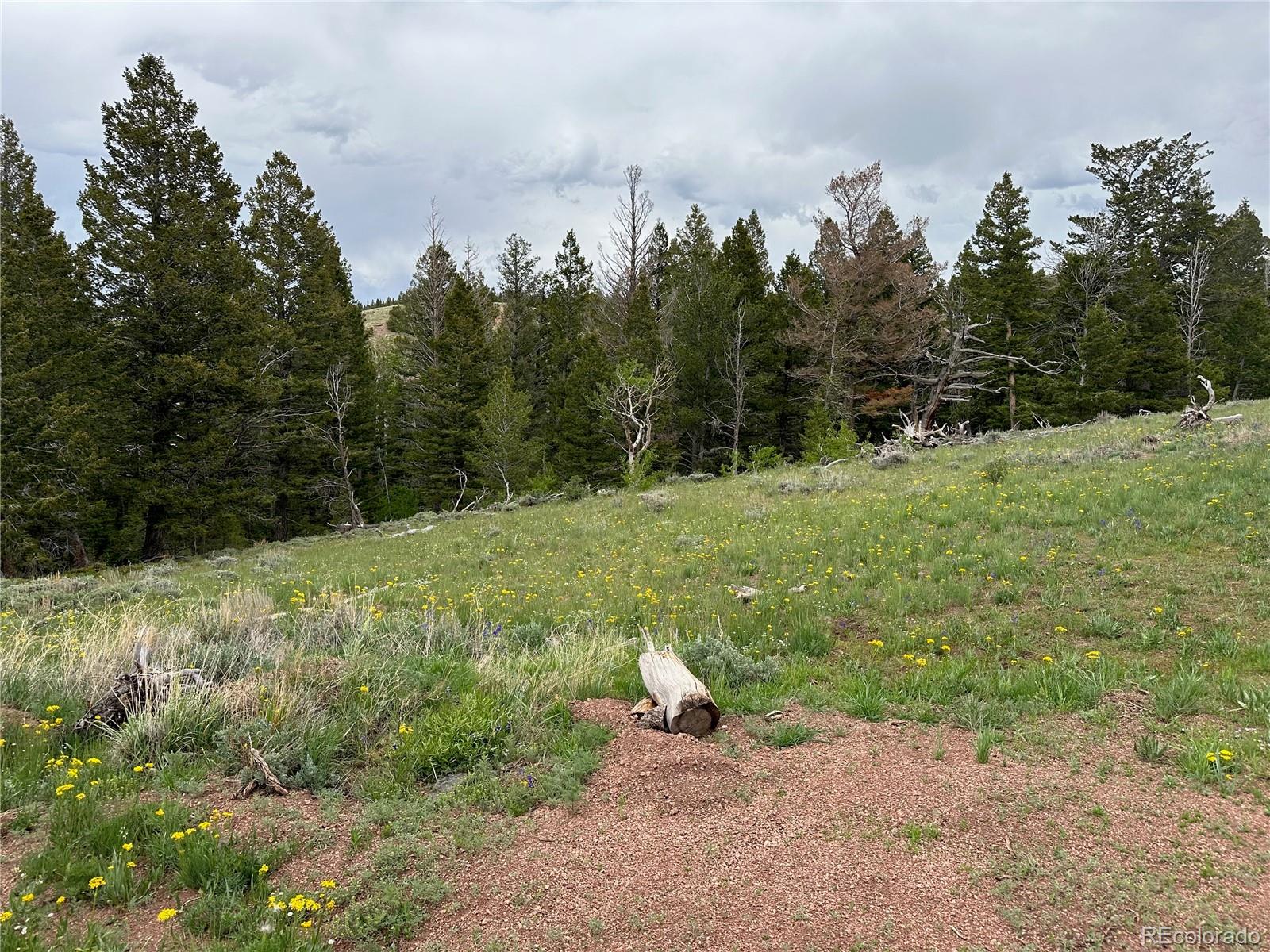 MLS Image #17 for 432  forest way,red feather lakes, Colorado