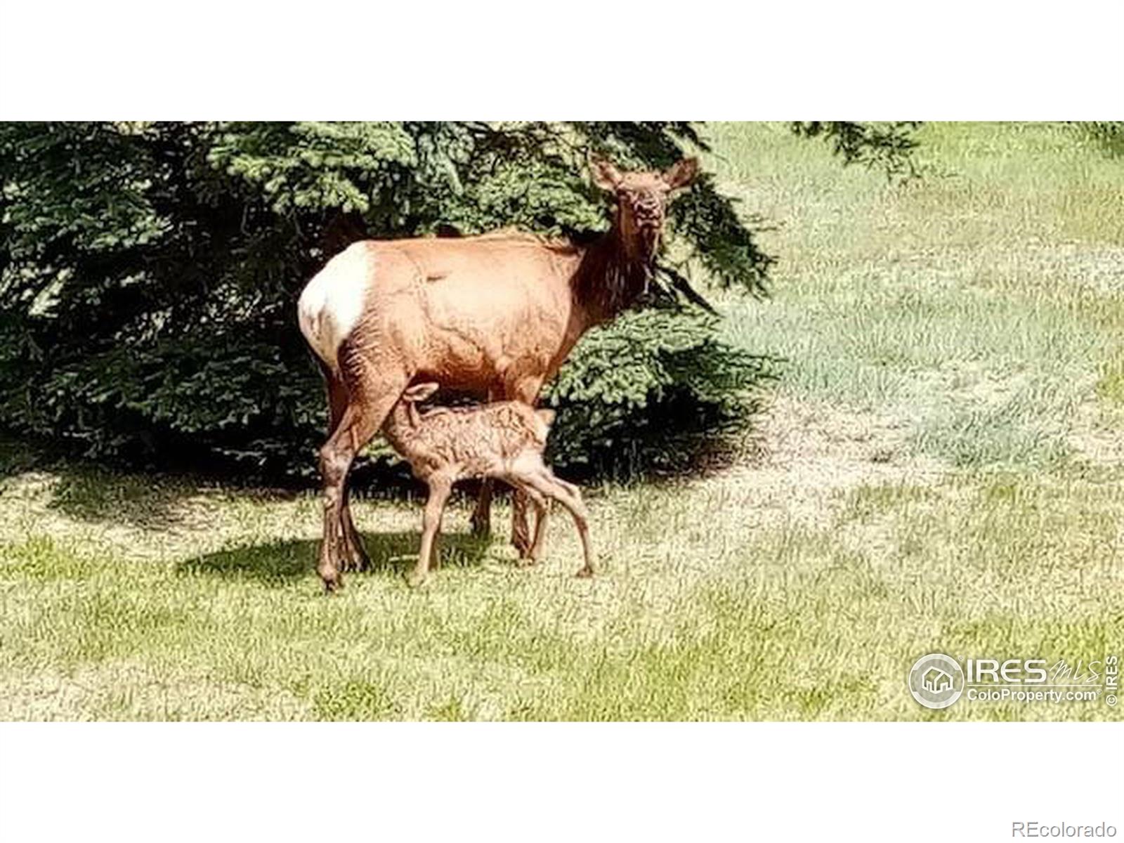 MLS Image #29 for 1840 n ridge lane,estes park, Colorado