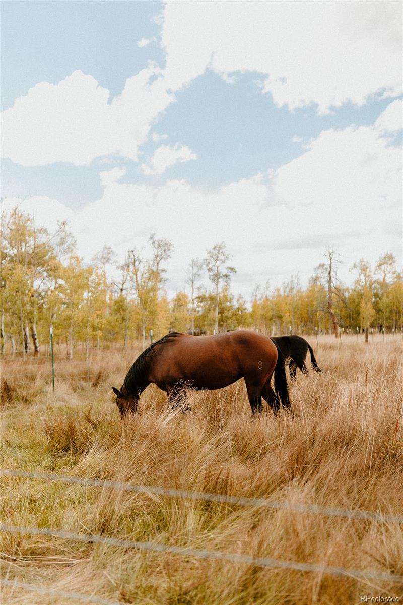 MLS Image #15 for 899  county road 18 ,fairplay, Colorado