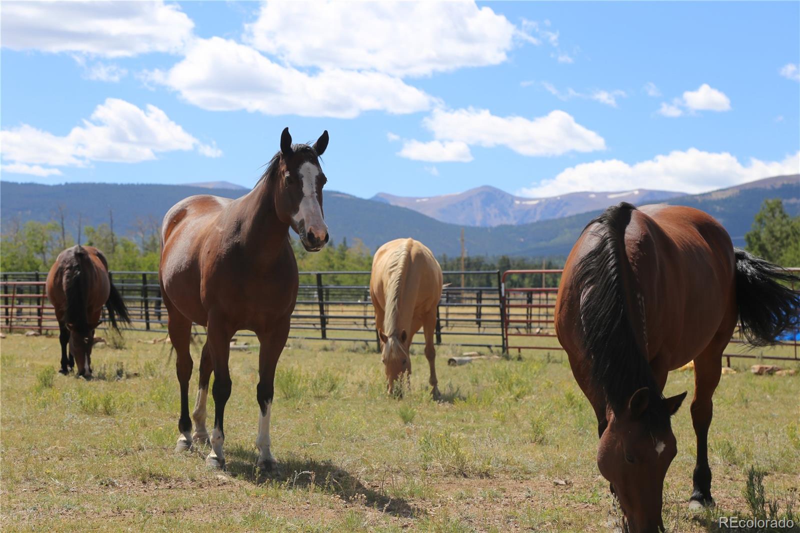 MLS Image #32 for 899  county road 18 ,fairplay, Colorado