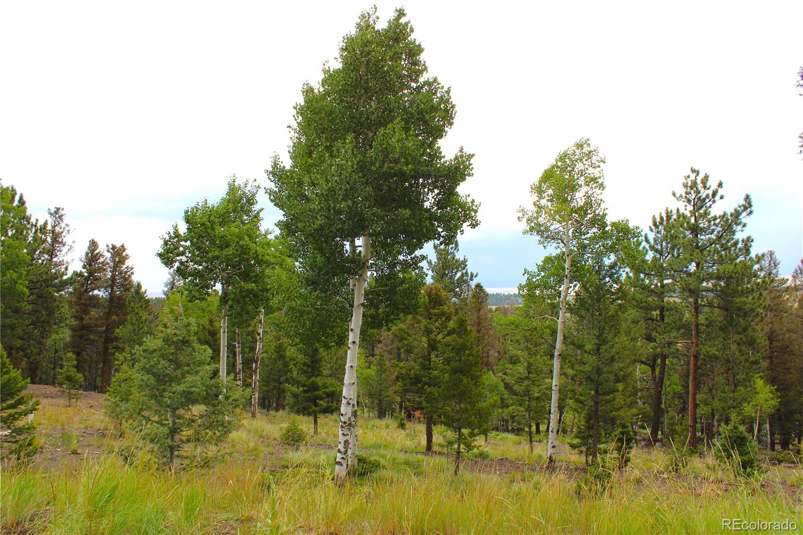 MLS Image #44 for 946  singletree road,hartsel, Colorado