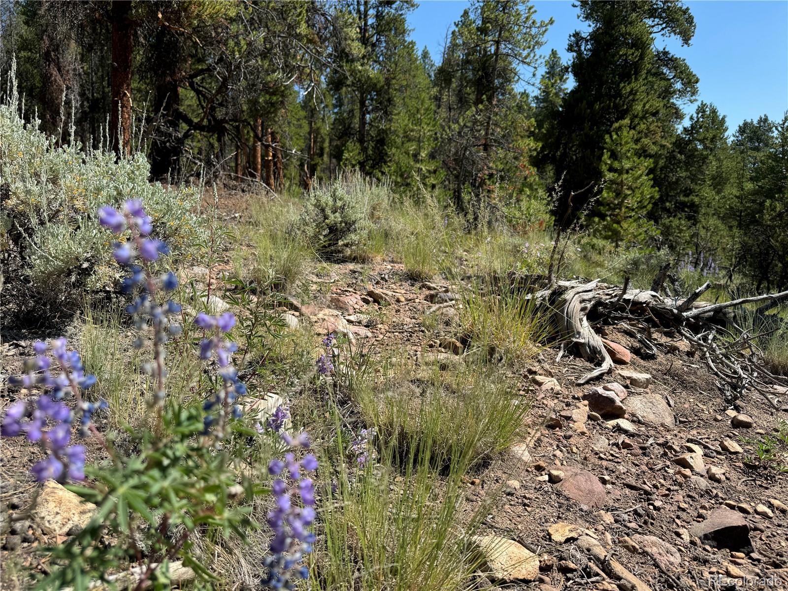 MLS Image #29 for 12340  us highway 24 ,leadville, Colorado