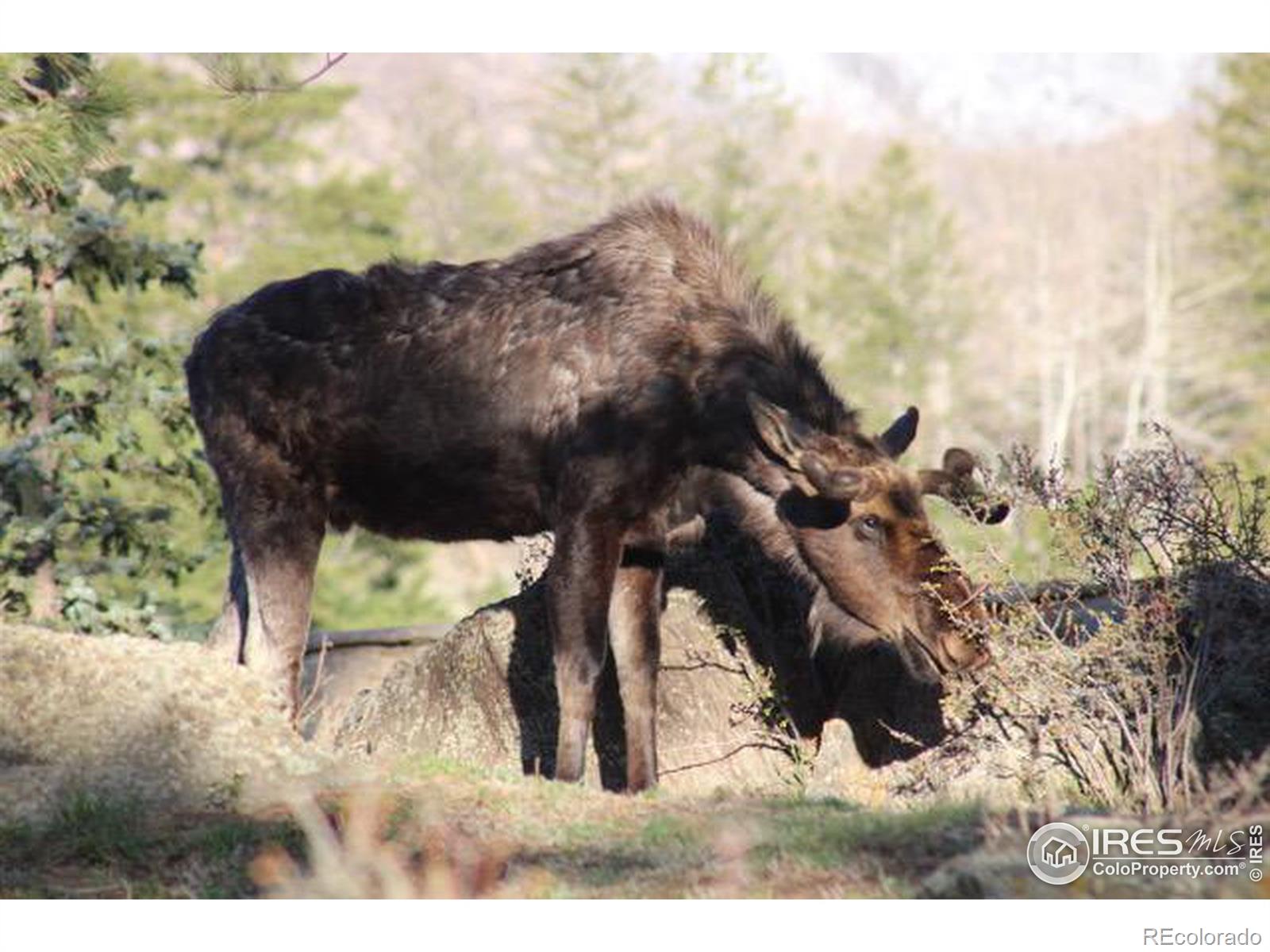 MLS Image #33 for 9200  old flowers road,bellvue, Colorado