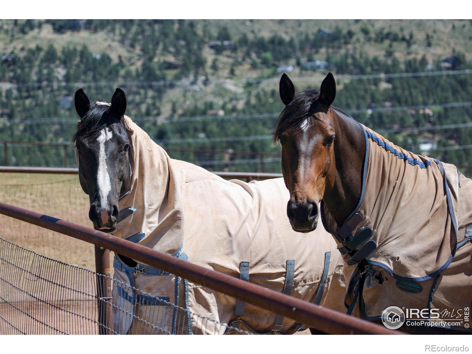 MLS Image #36 for 689  cattle drive road,loveland, Colorado