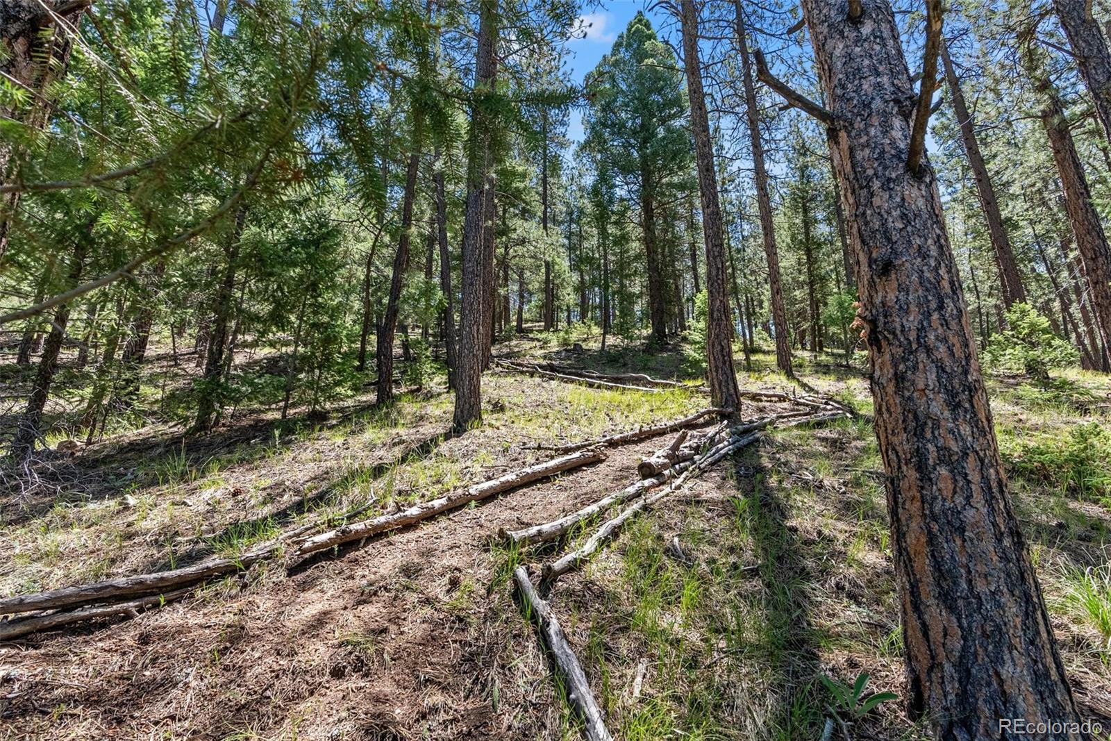 MLS Image #5 for 13745  may long court,pine, Colorado