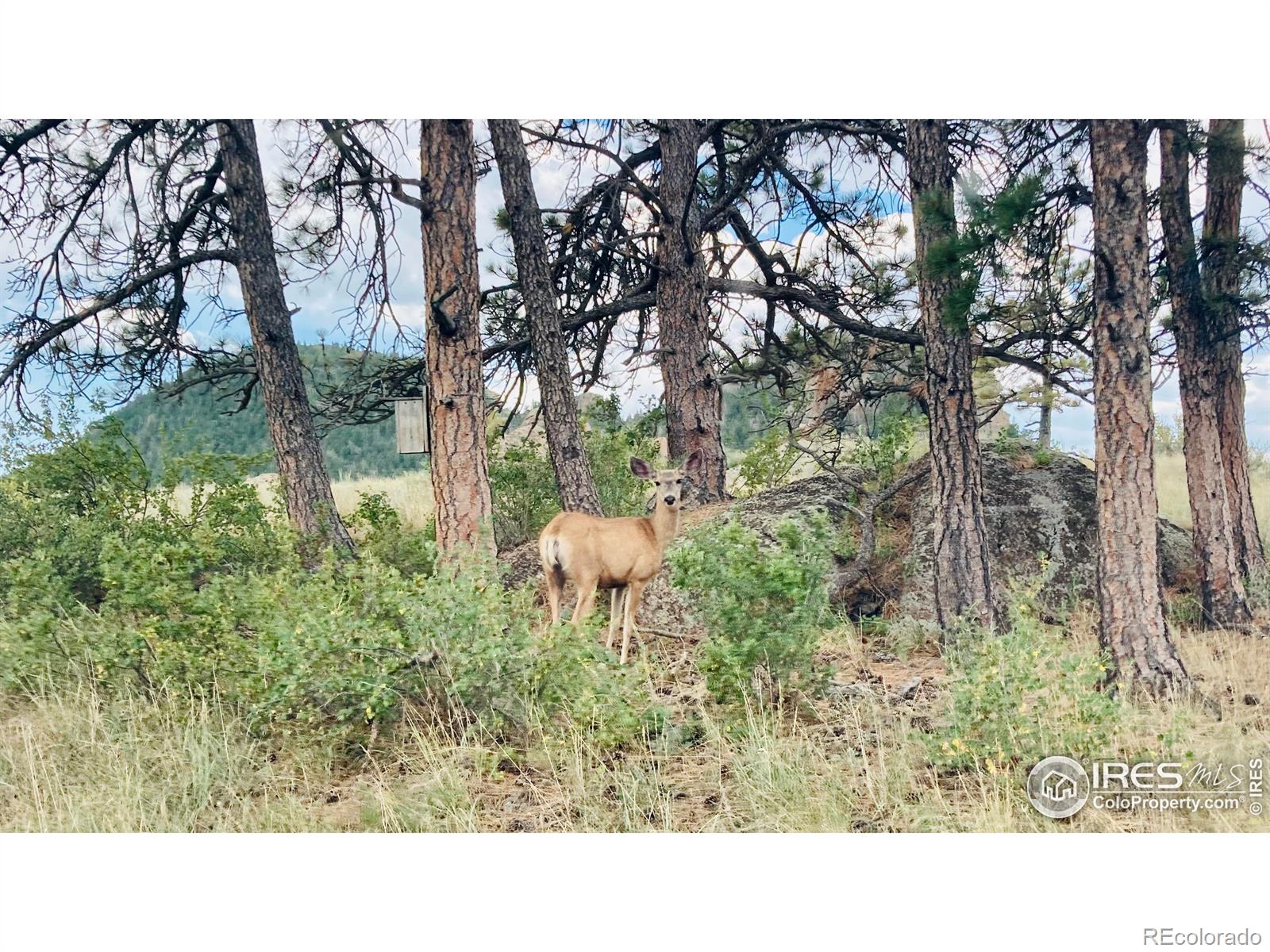 MLS Image #37 for 2915  weaver ranch road,livermore, Colorado