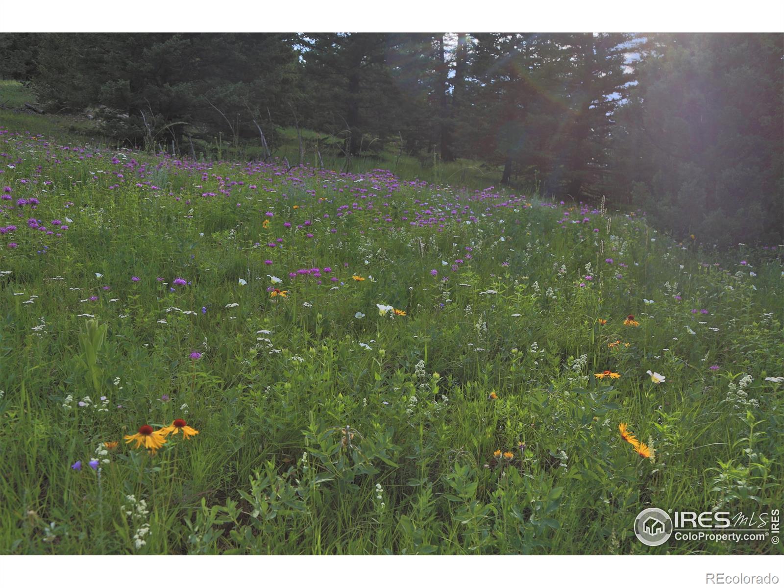 MLS Image #26 for 1830  hell canyon road,estes park, Colorado