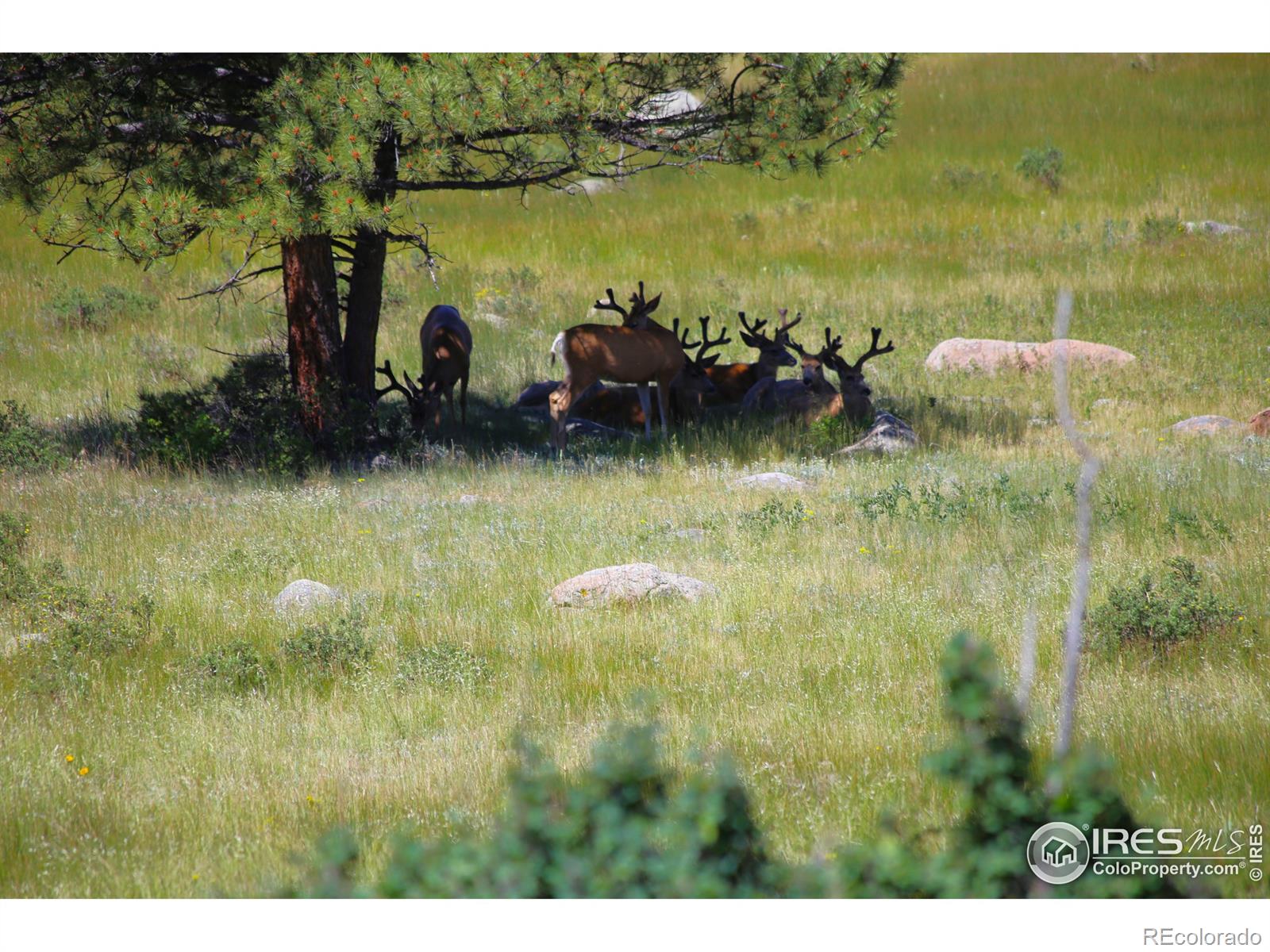 MLS Image #27 for 1830  hell canyon road,estes park, Colorado