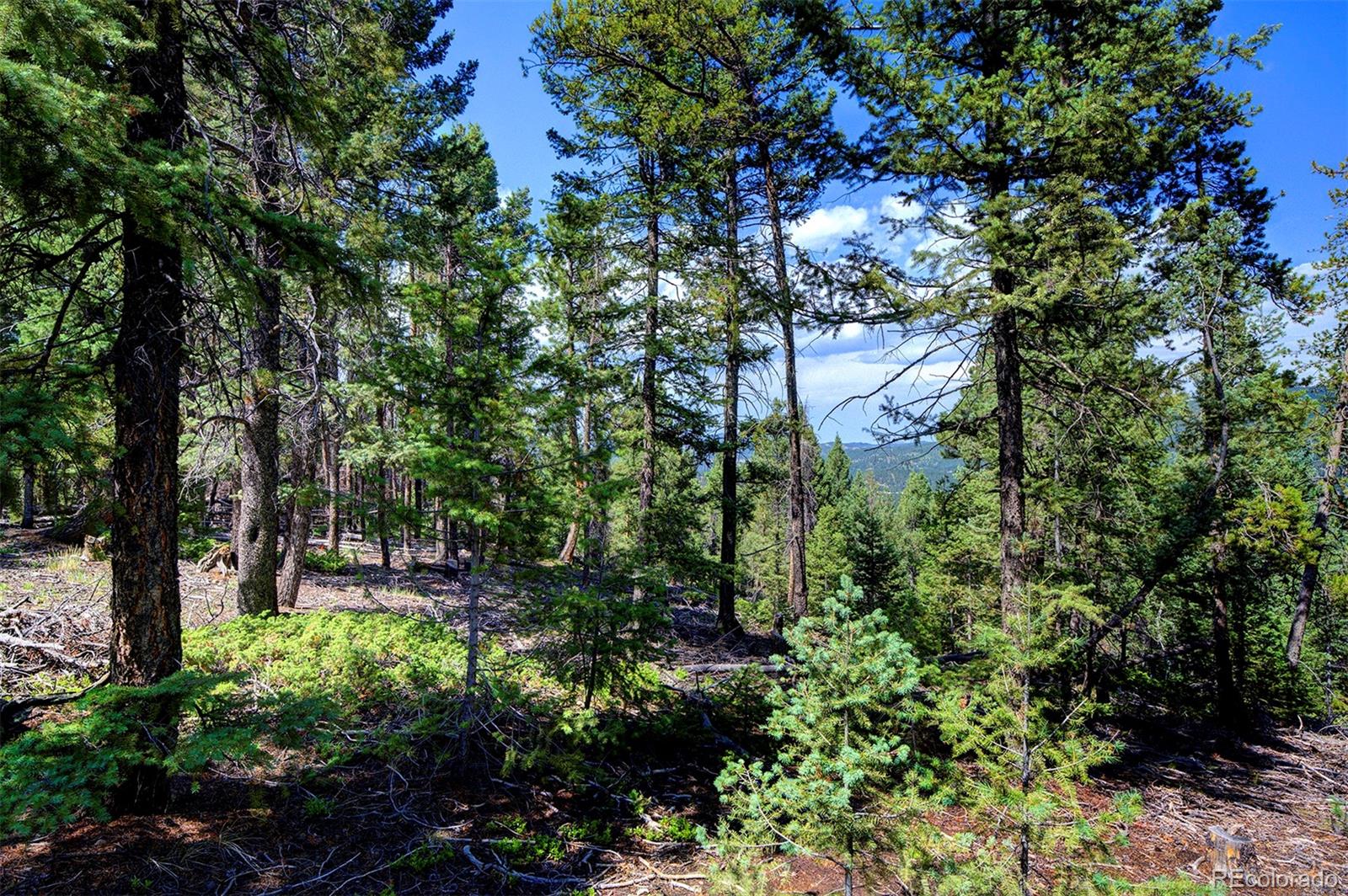 MLS Image #36 for 10042  buena vista drive,conifer, Colorado