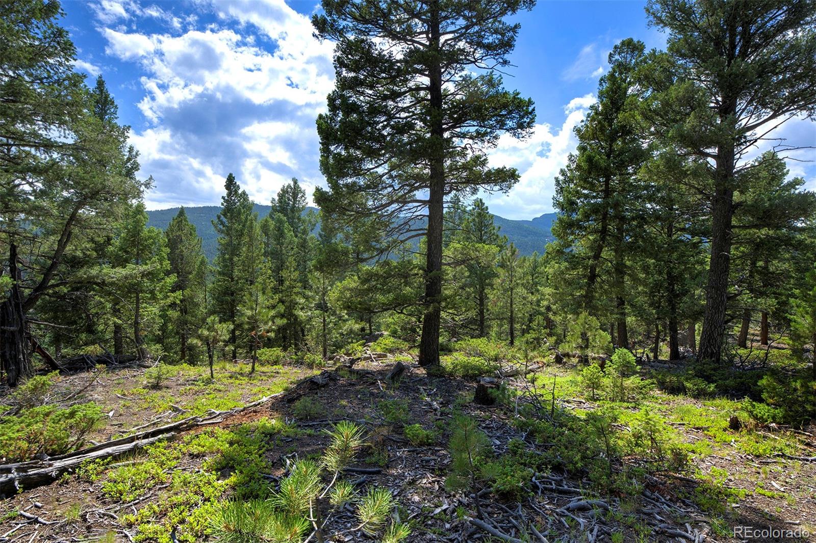 MLS Image #6 for 10042  buena vista drive,conifer, Colorado