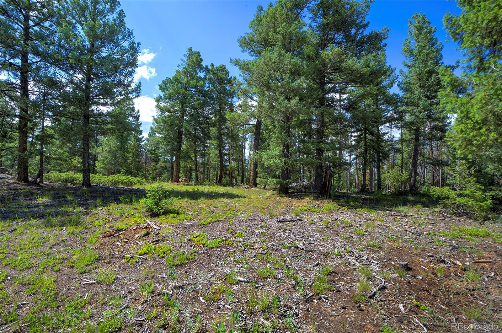 MLS Image #7 for 10042  buena vista drive,conifer, Colorado