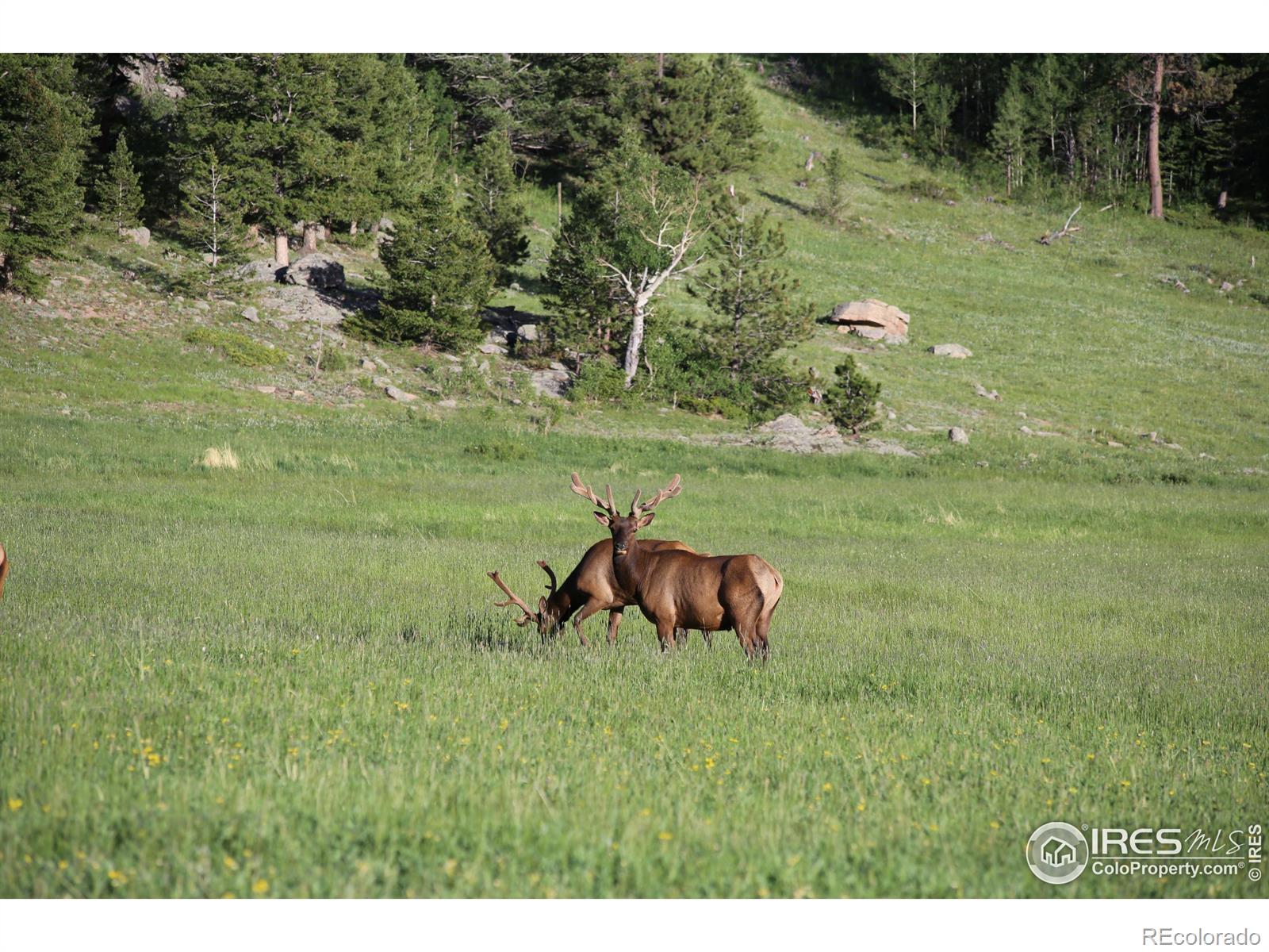 MLS Image #31 for 5277  county road 59 ,allenspark, Colorado