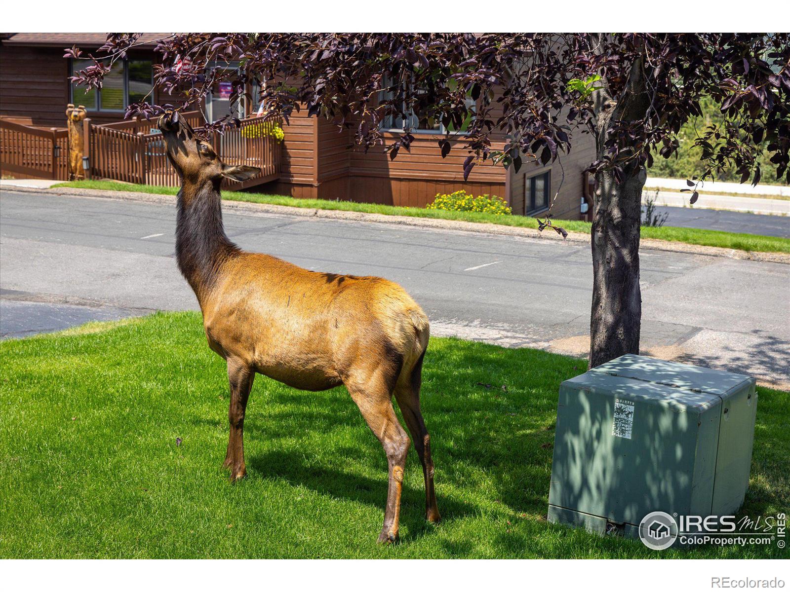 MLS Image #23 for 1436  matthew circle,estes park, Colorado