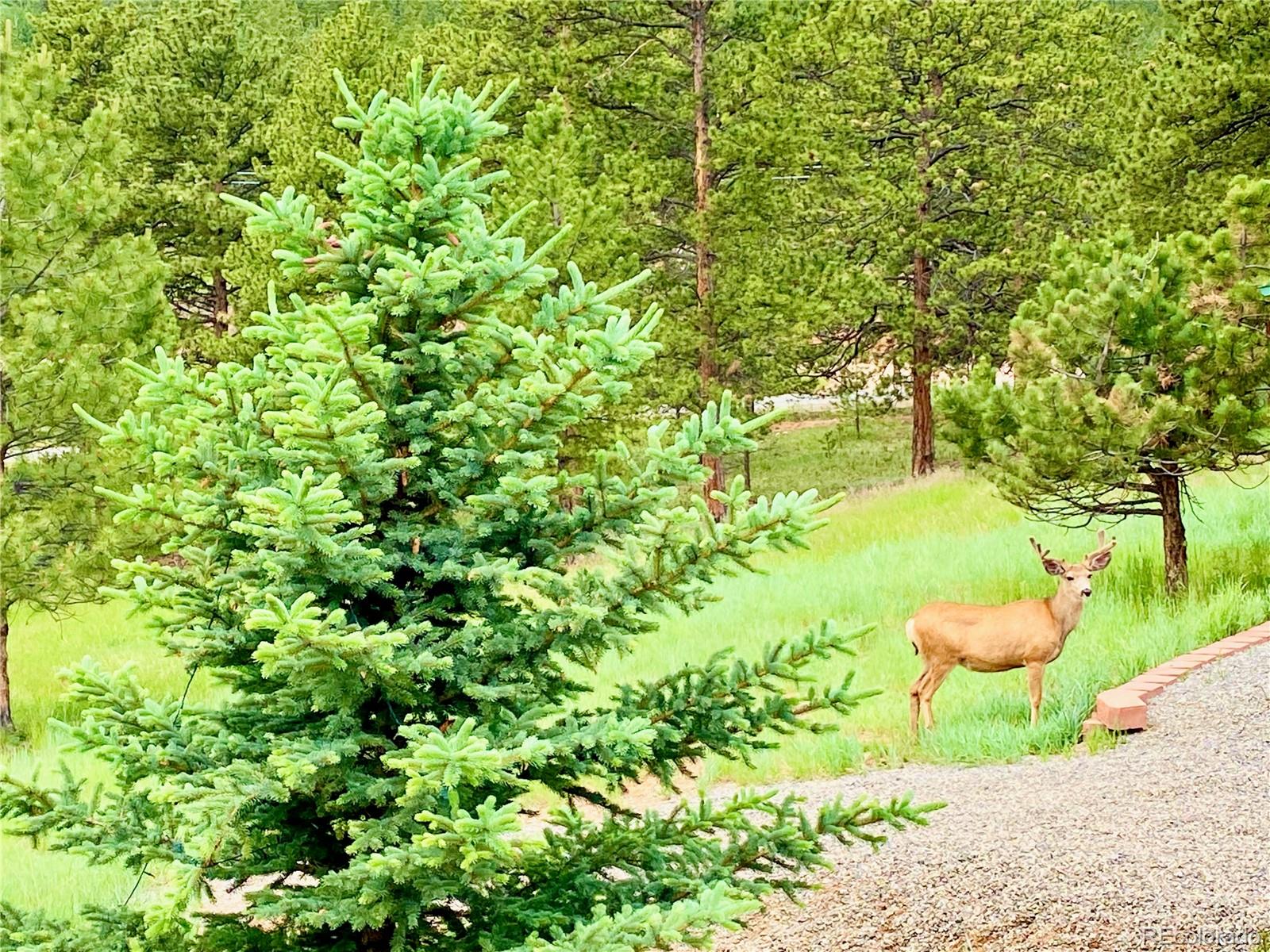 MLS Image #49 for 808  conestoga road,bailey, Colorado