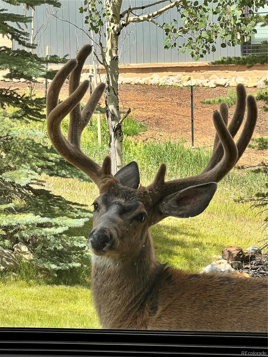 MLS Image #47 for 2801  honors court,silverthorne, Colorado