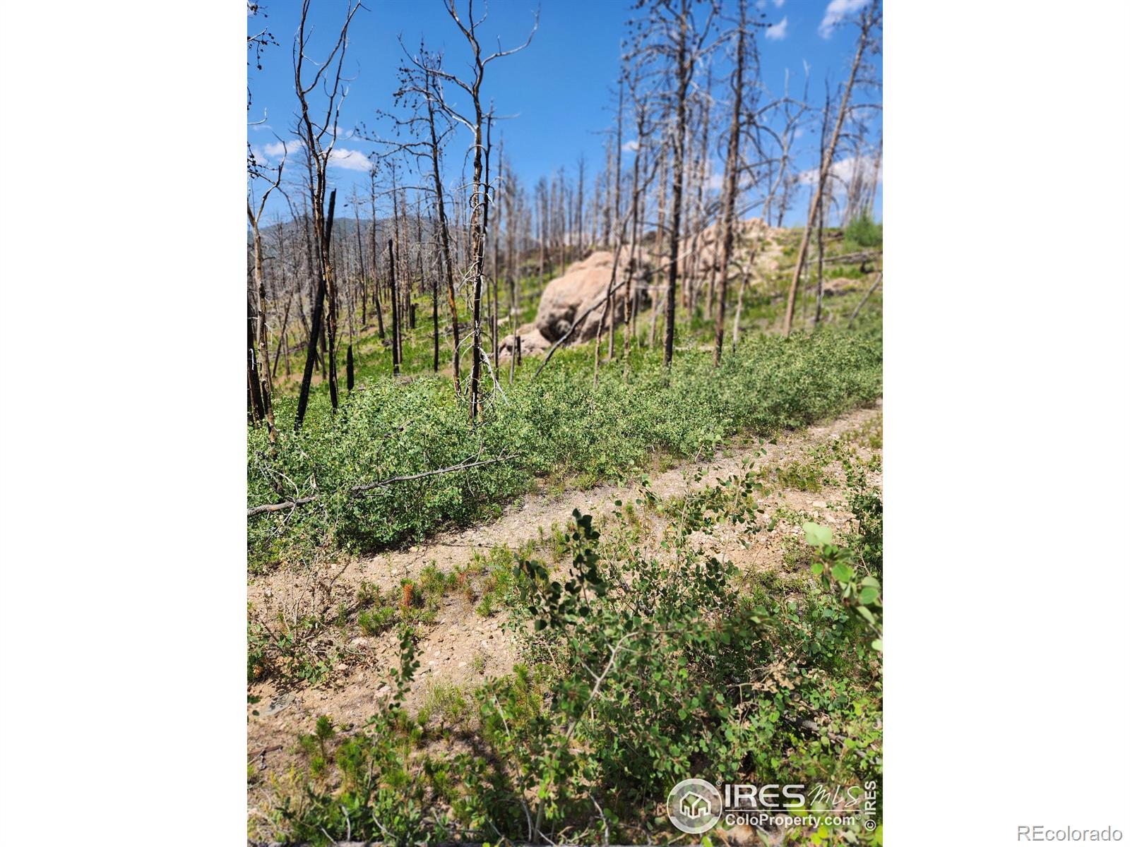 MLS Image #20 for 963  crystal mountain road,bellvue, Colorado