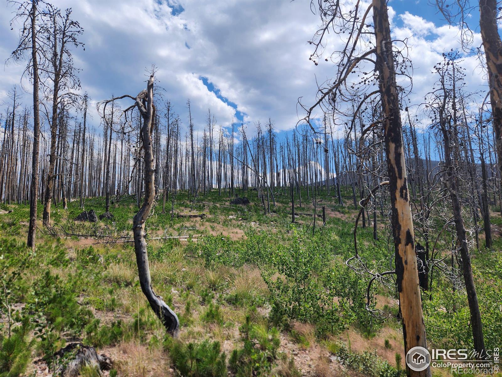 MLS Image #22 for 963  crystal mountain road,bellvue, Colorado