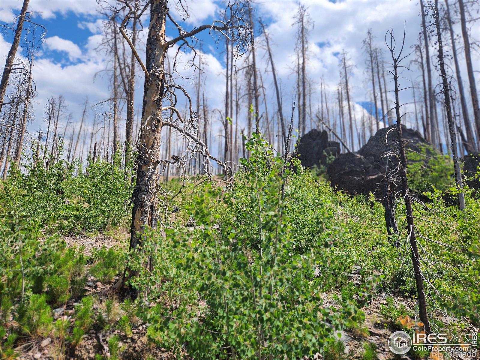 MLS Image #23 for 963  crystal mountain road,bellvue, Colorado