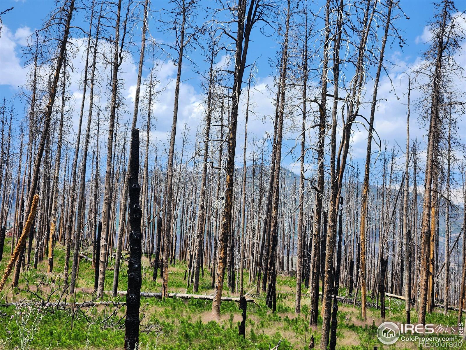 MLS Image #3 for 963  crystal mountain road,bellvue, Colorado