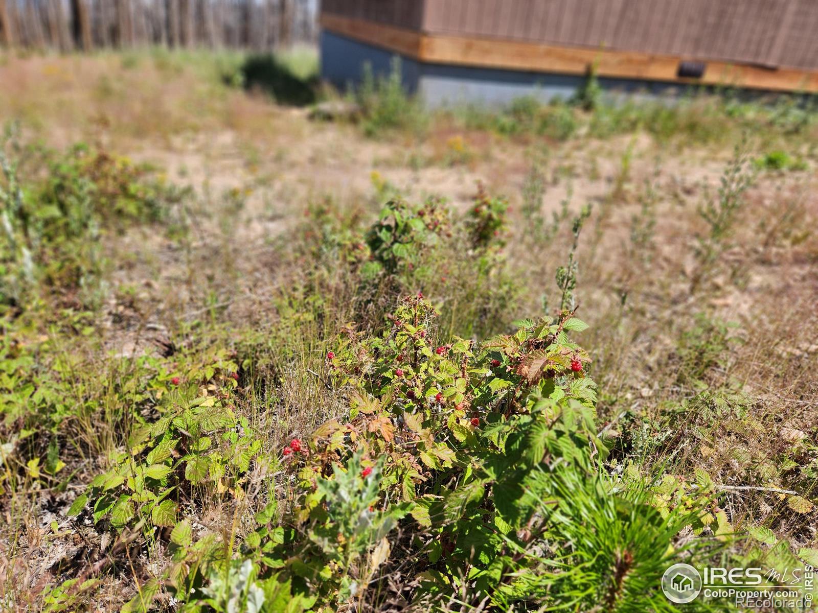 MLS Image #6 for 963  crystal mountain road,bellvue, Colorado