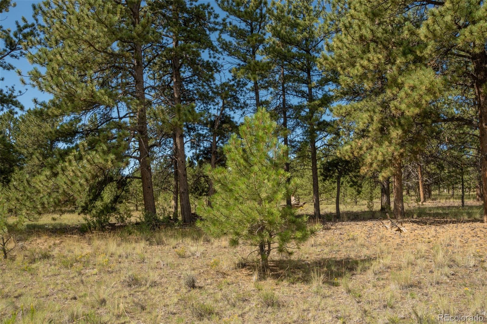 MLS Image #13 for 2467  ranch road,hartsel, Colorado