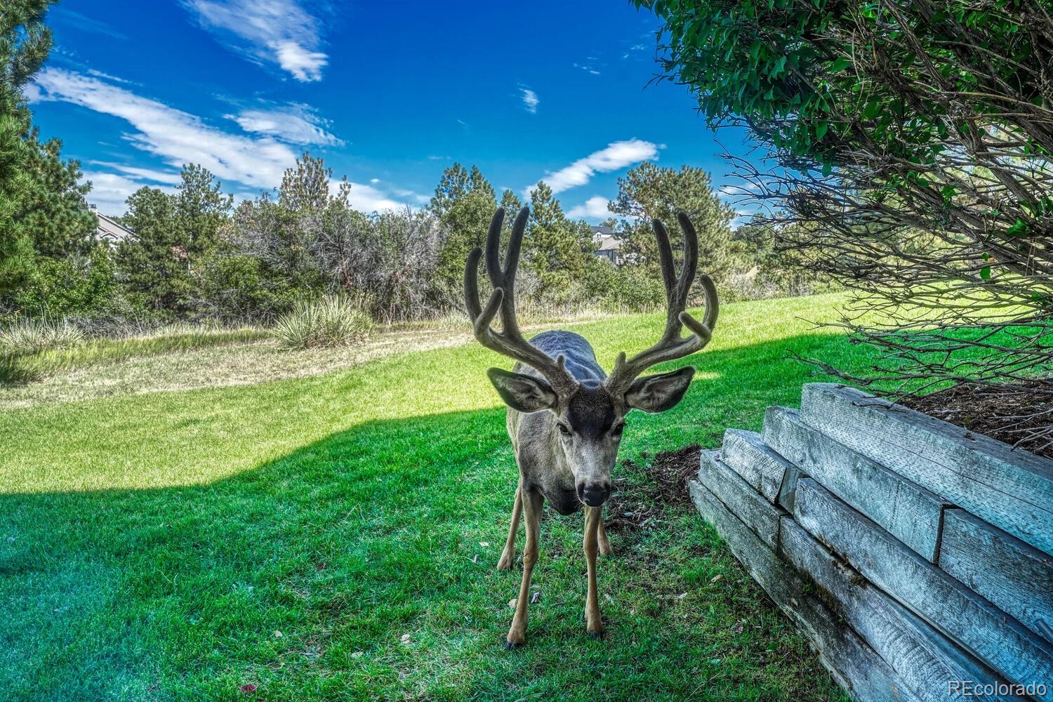 MLS Image #29 for 8777  selly road,parker, Colorado