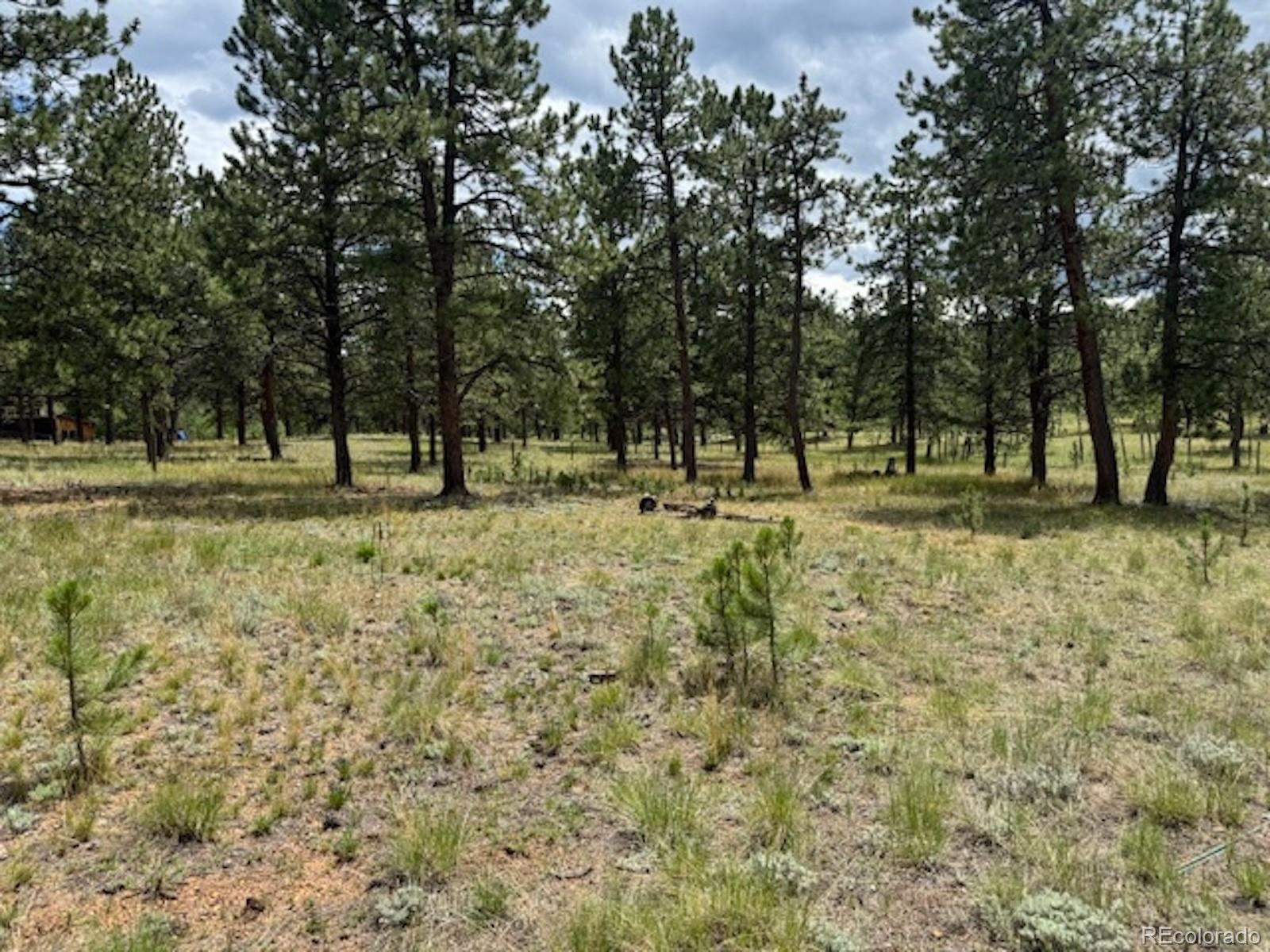 MLS Image #49 for 2364  vigilante avenue,bailey, Colorado