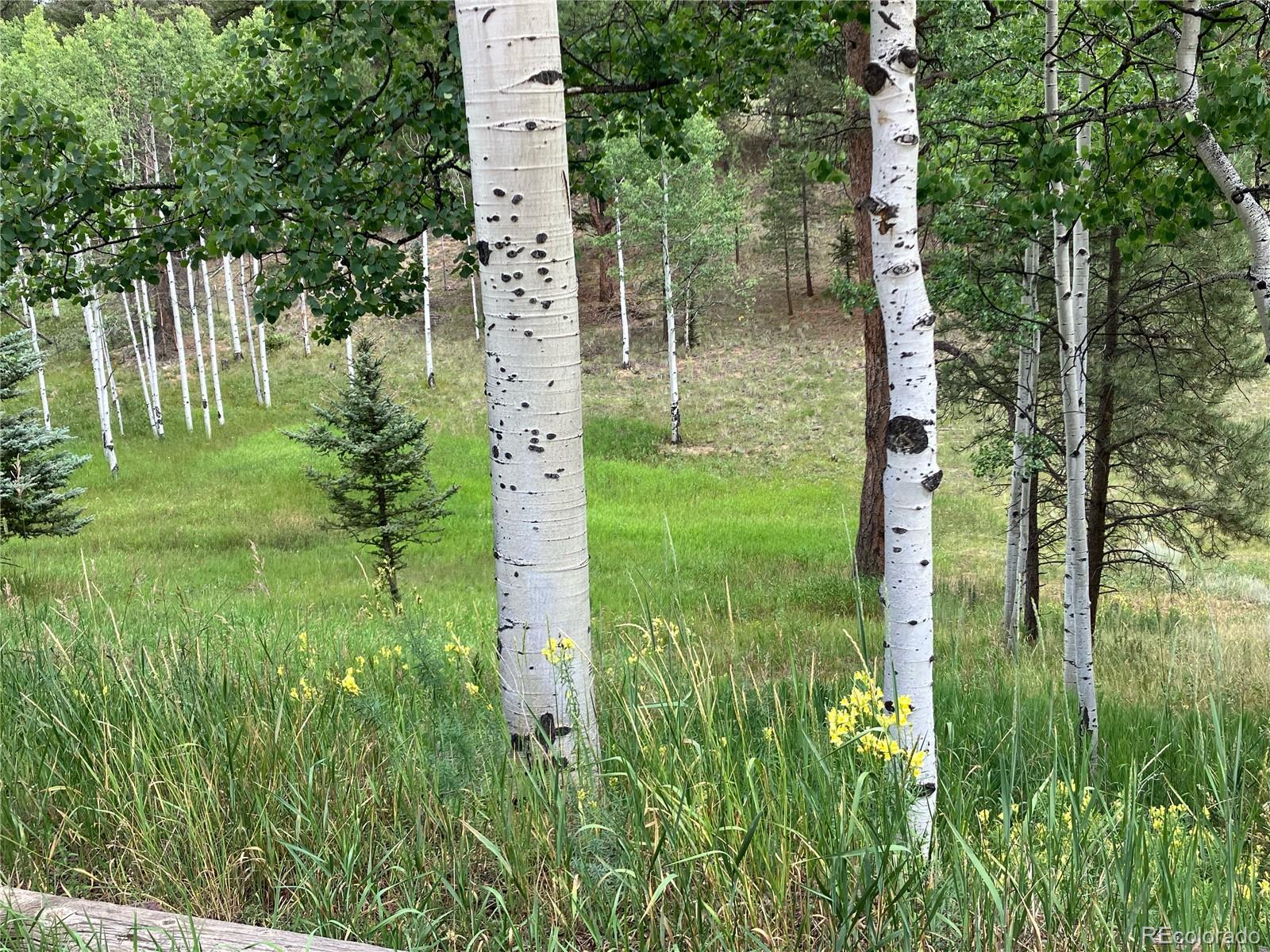 MLS Image #12 for 63  star view trail,divide, Colorado