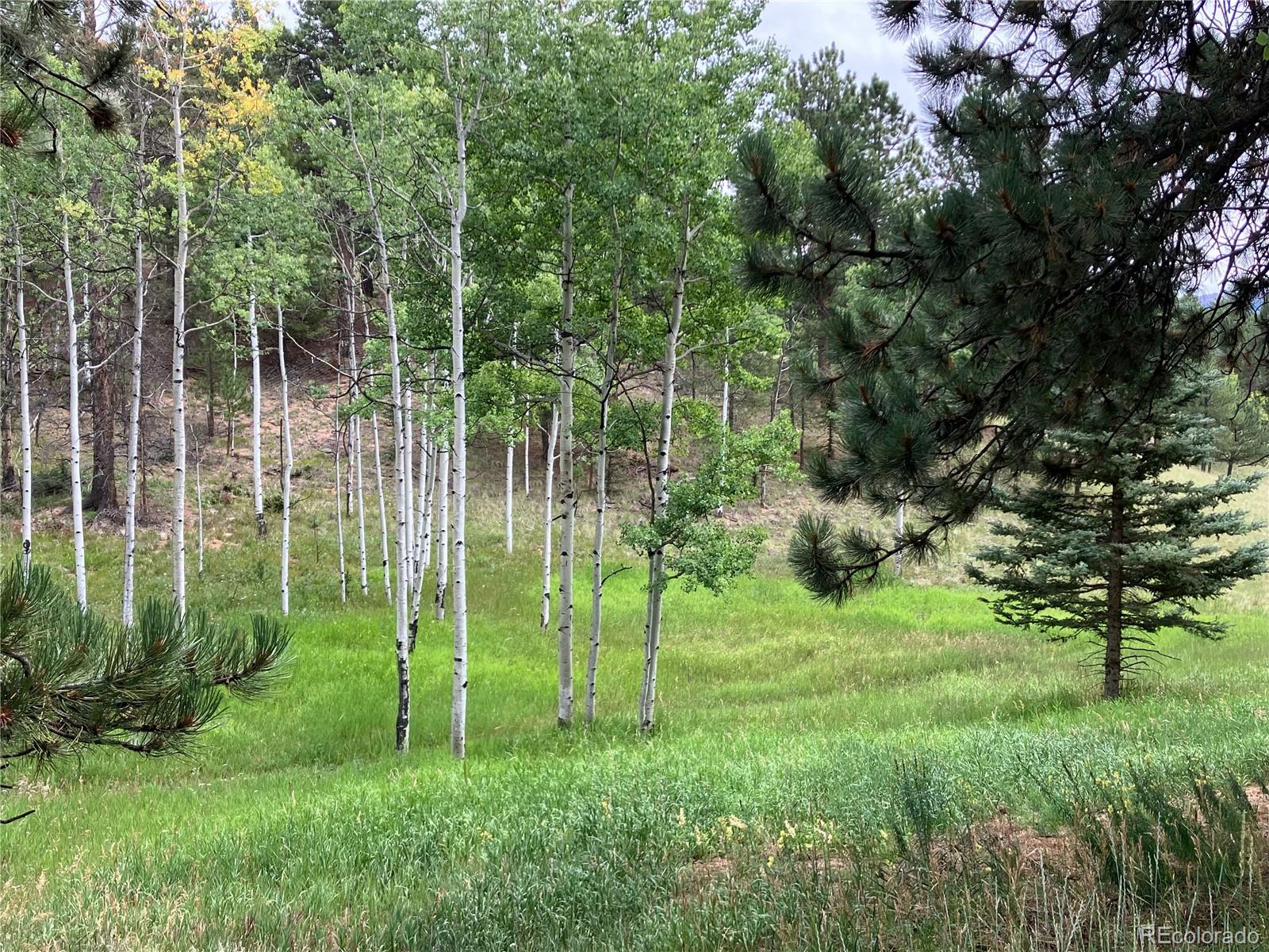 MLS Image #9 for 63  star view trail,divide, Colorado