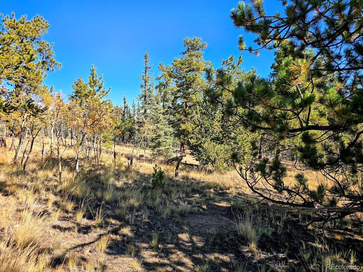 MLS Image #11 for 1803  buffalo ridge road,jefferson, Colorado