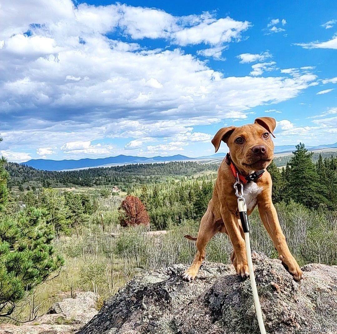 MLS Image #32 for 1073  ute trail,jefferson, Colorado