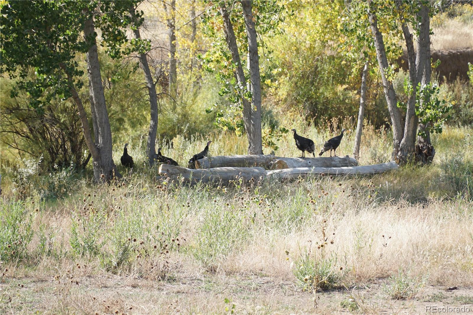 MLS Image #44 for 4241  garden park road,canon city, Colorado