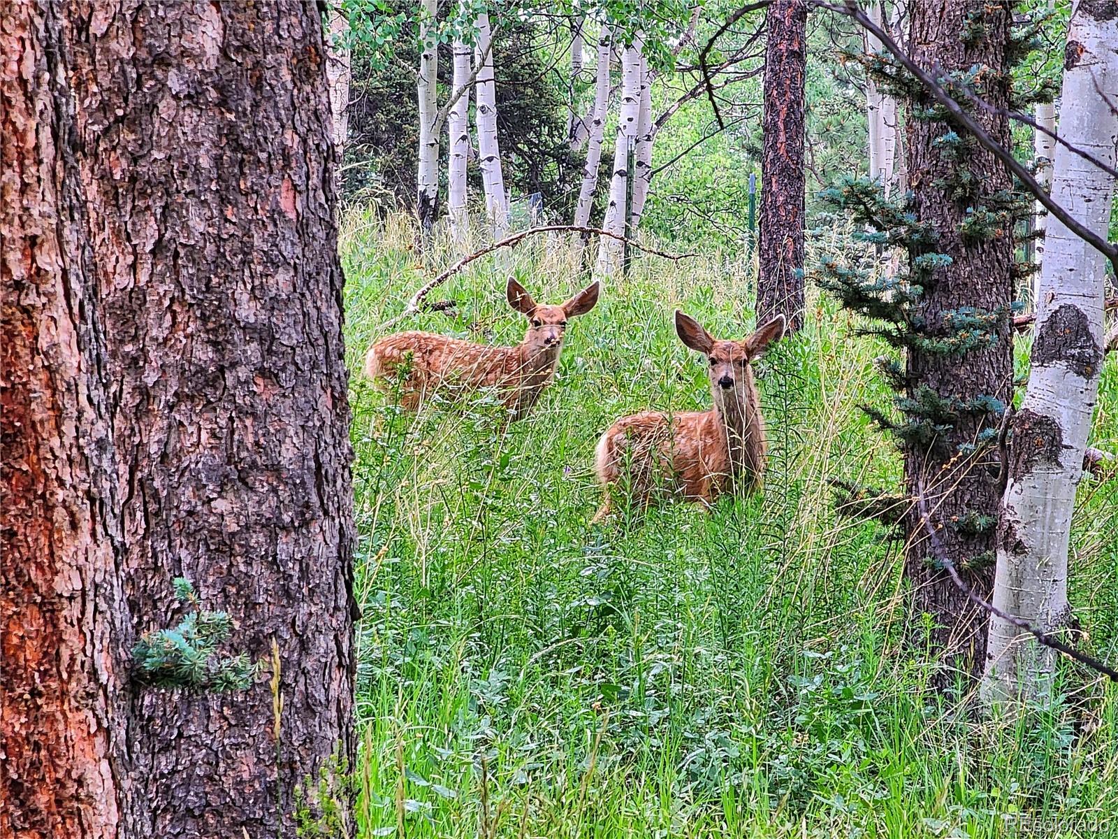 MLS Image #36 for 447  sir richard drive,divide, Colorado