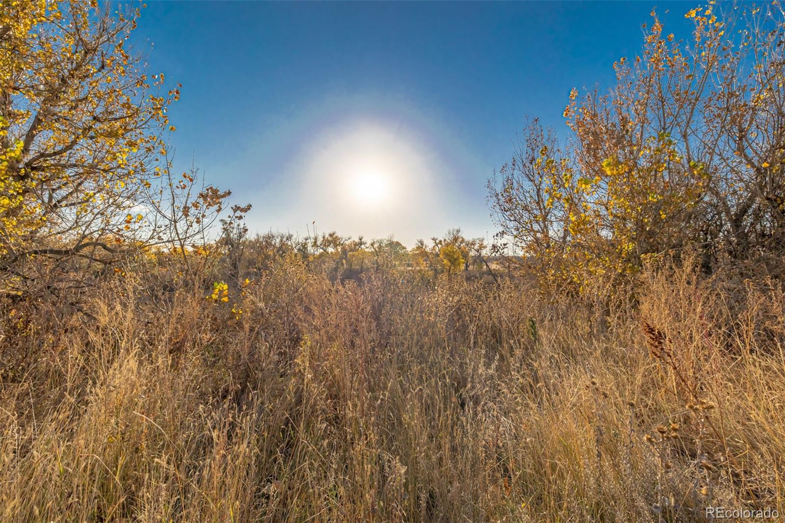 MLS Image #45 for 9291  twenty mile road,parker, Colorado