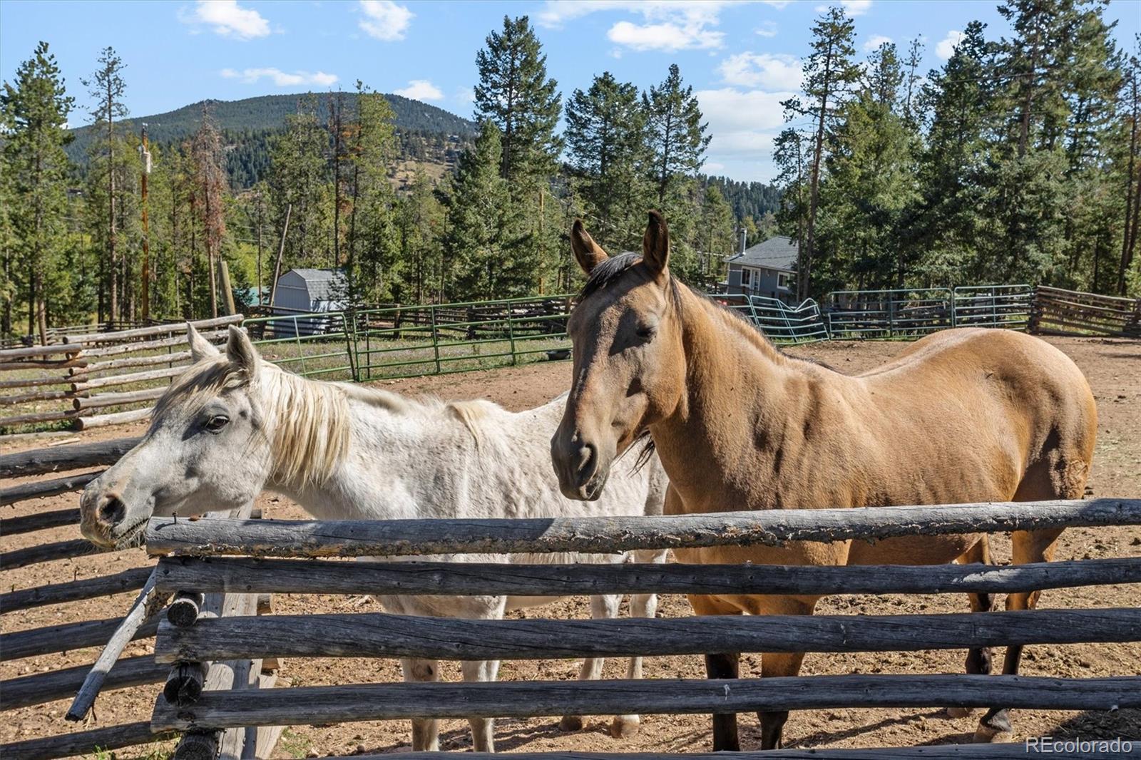 MLS Image #35 for 9981  apache spring drive,conifer, Colorado