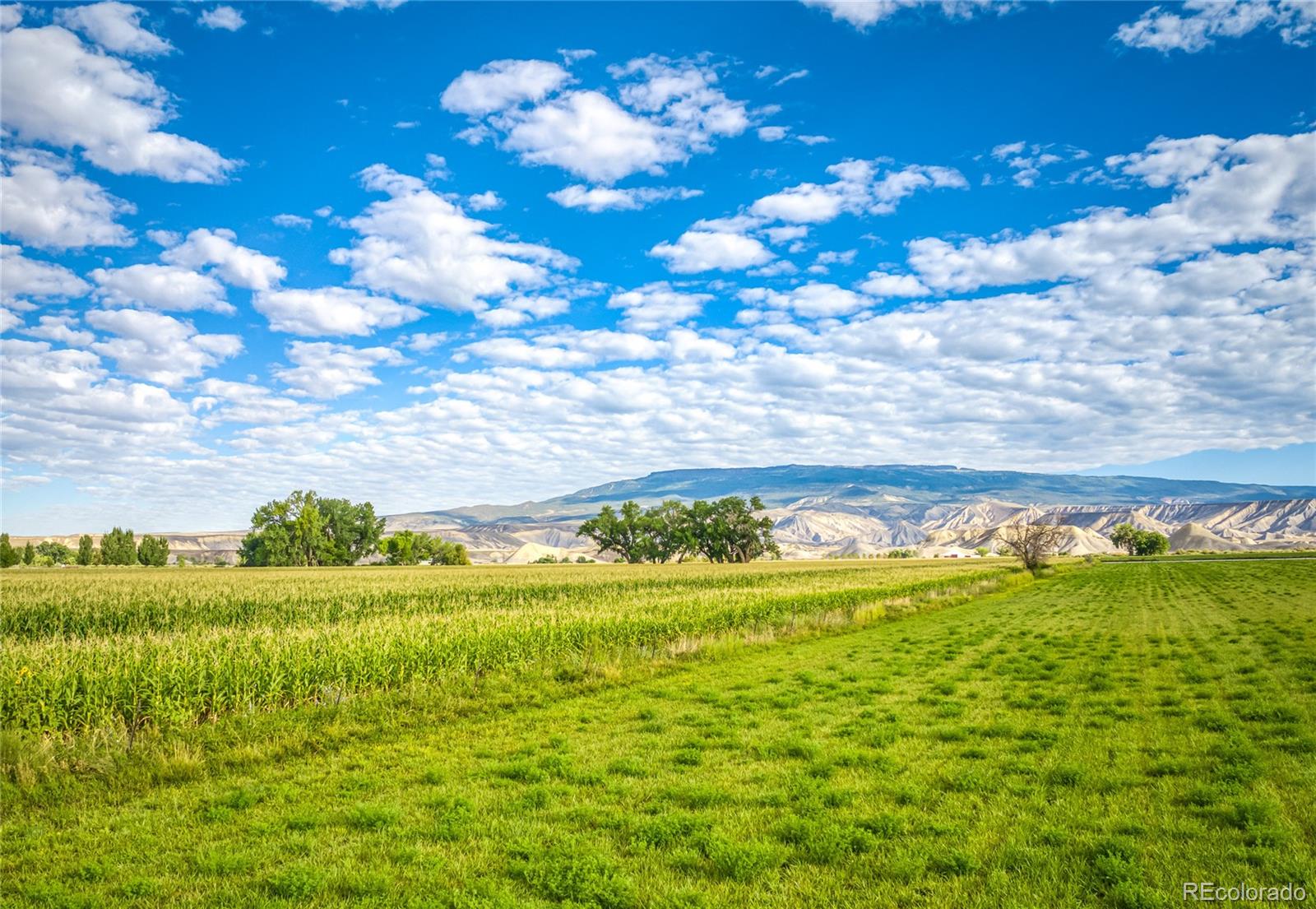 MLS Image #11 for 1449  highway 50 ,delta, Colorado