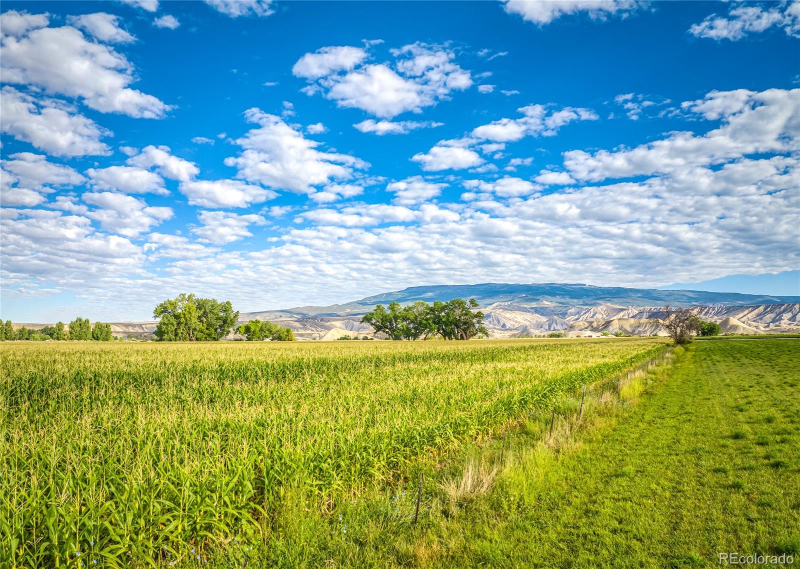 MLS Image #12 for 1449  highway 50 ,delta, Colorado