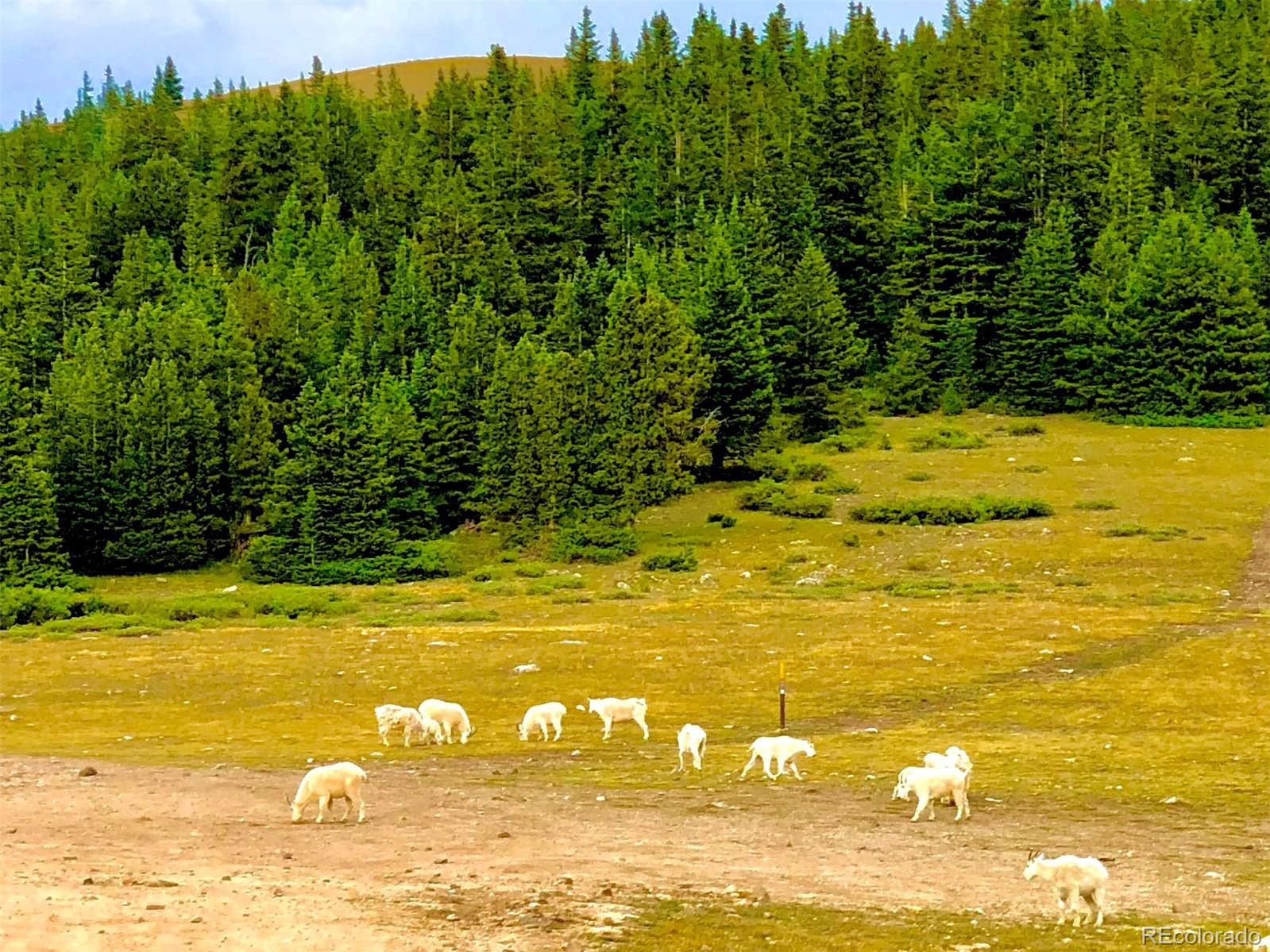 MLS Image #41 for 336  georgia pass lookout ,jefferson, Colorado