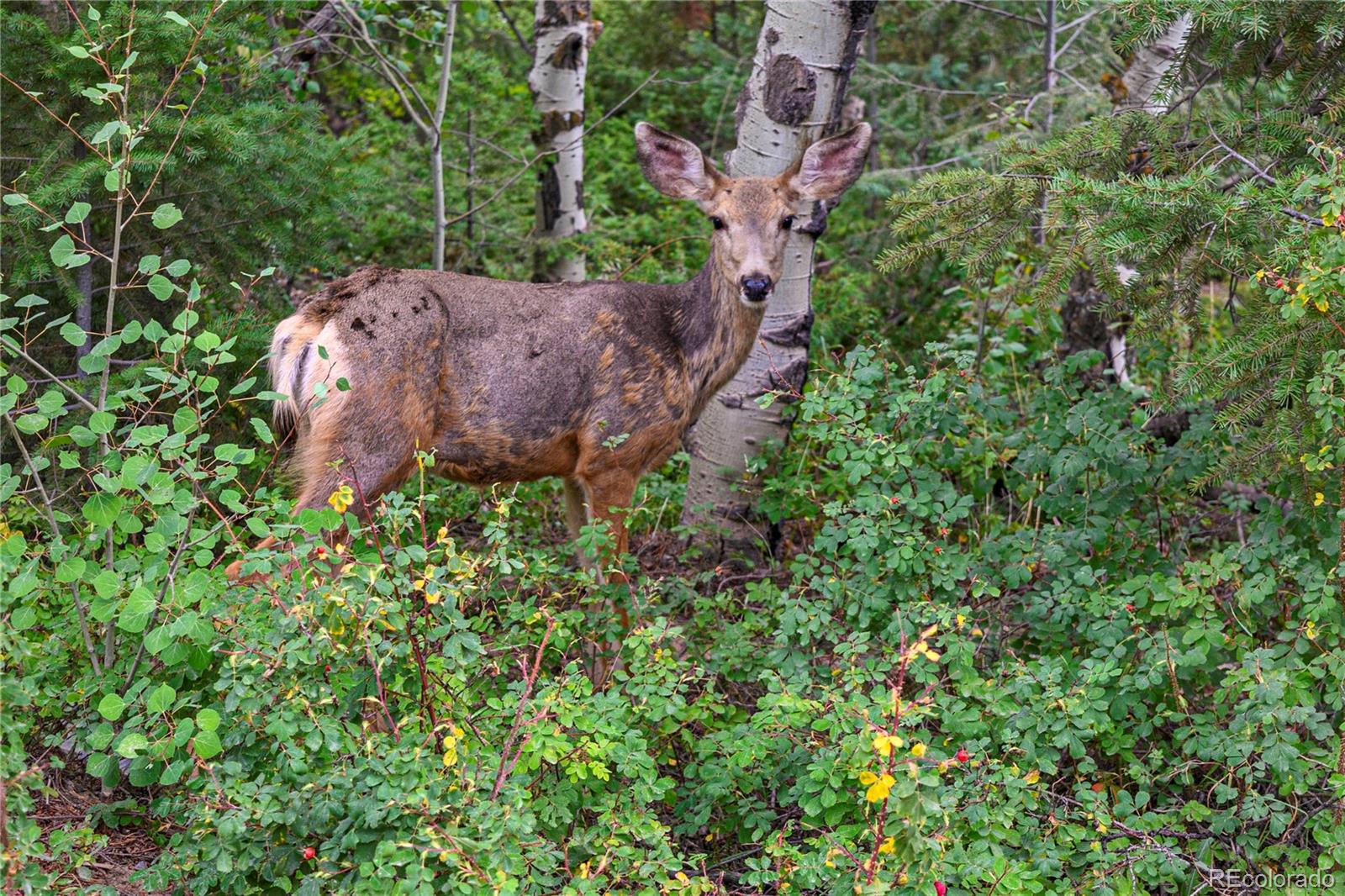 MLS Image #44 for 8822  wild heart trail,conifer, Colorado