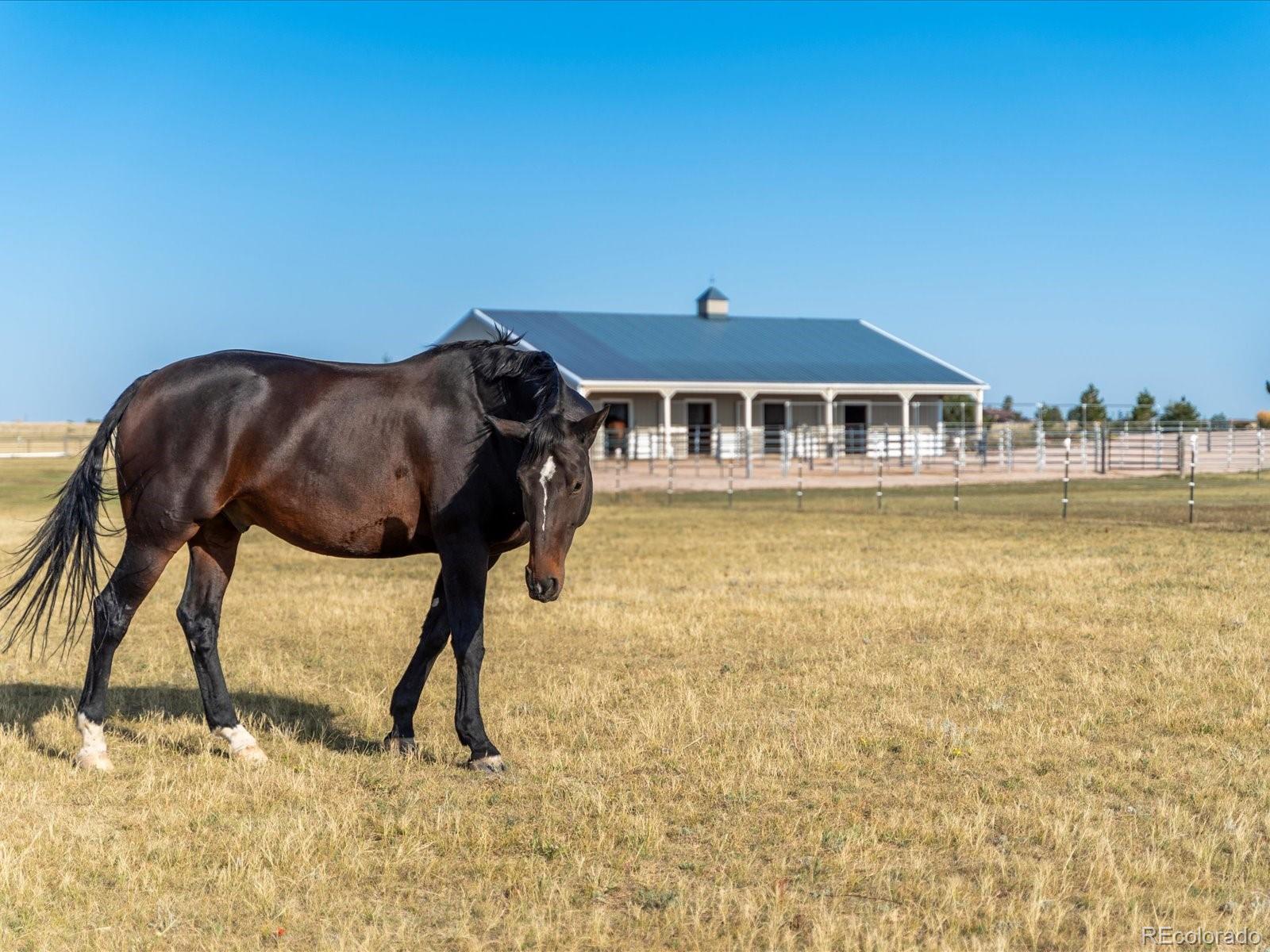 MLS Image #9 for 3545  matt dillon road,elbert, Colorado