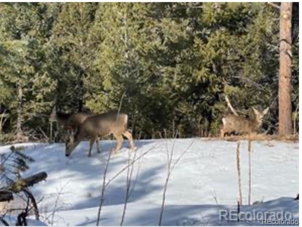 MLS Image #21 for 33884  bergen view trail,evergreen, Colorado