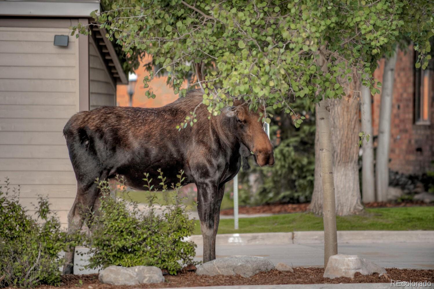 MLS Image #38 for 81  mountain thunder ,breckenridge, Colorado